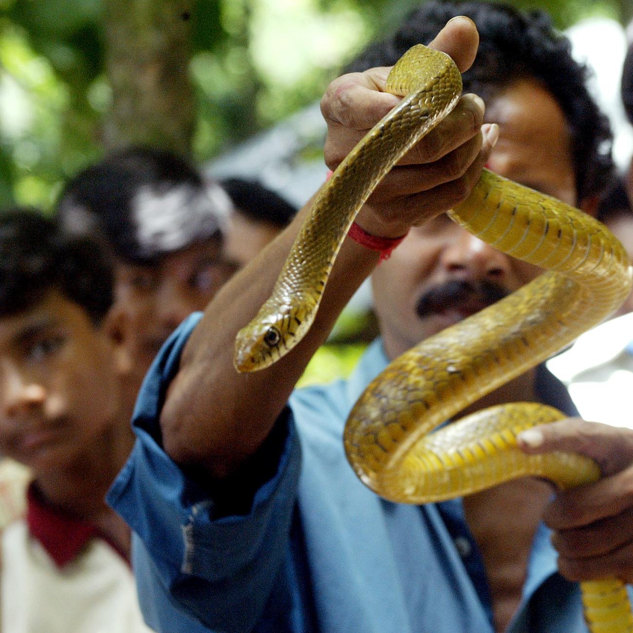 An Indian snake charmer shows a poisonous yellow snake to devotees during the Hindu festival, 'Nag Panchami,' in the village of Khadiatola, India, on August 17, 2004. 