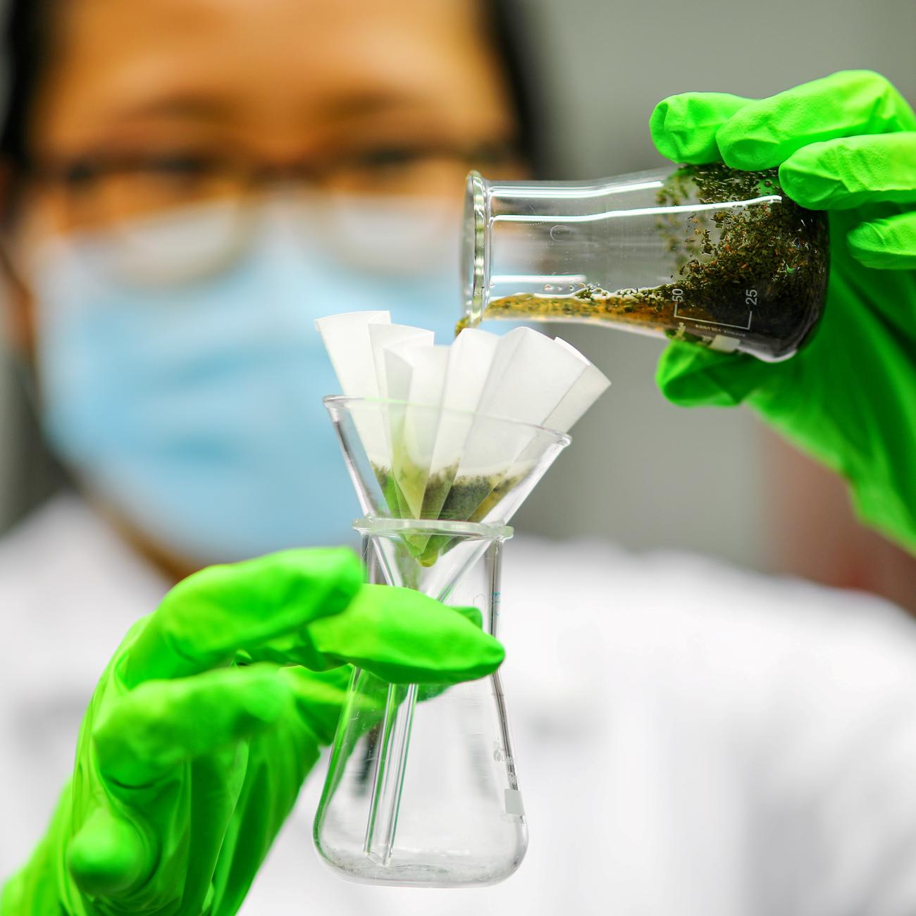 An employee of the Max Planck Institute of Colloids and Interfaces prepares to test Artemisia annua plant extract and artemisinin derivatives in a laboratory, in Potsdam, Germany, on October 15, 2020.  