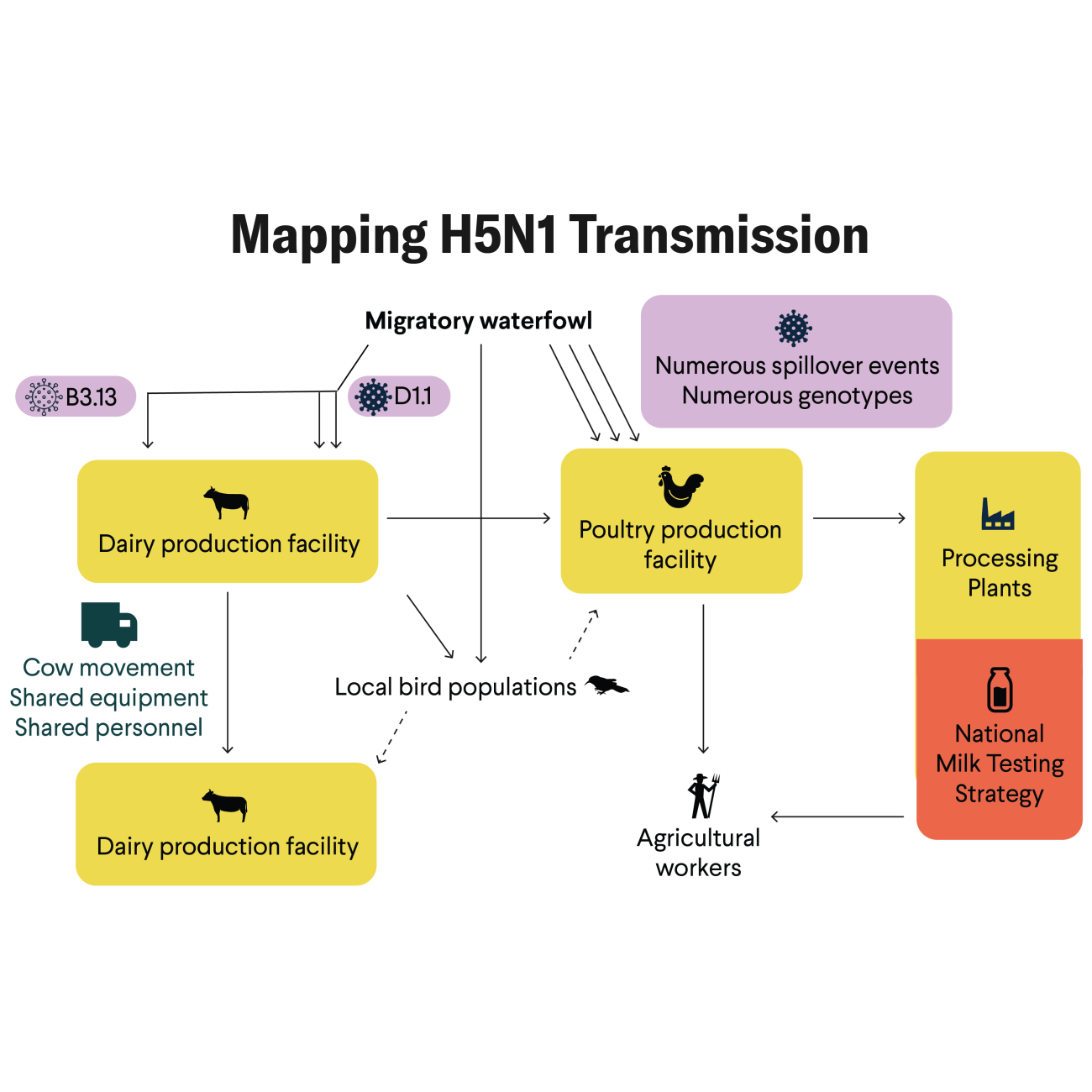 Mapping H5N1 Spread: Pathways of introduction and transmission, with nodes of risk and surveillance for H5N1