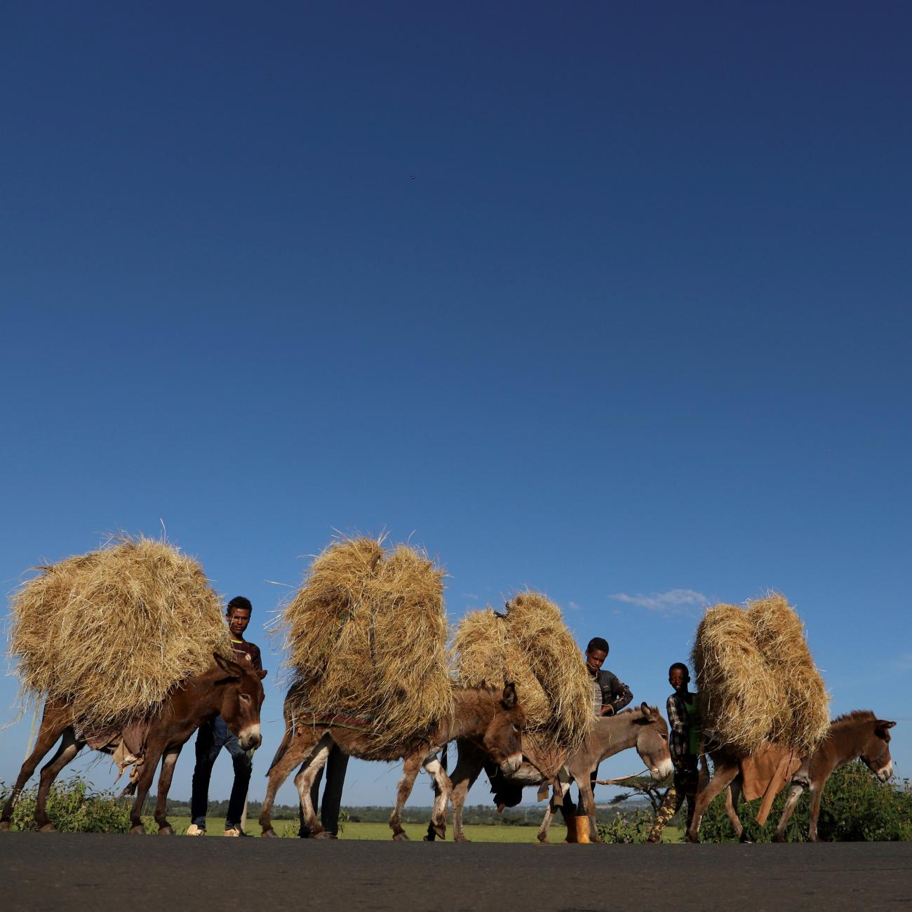 Farmers transport teff from their farm in the town of Woliso, Oromia region, Ethiopia, October 22, 2018