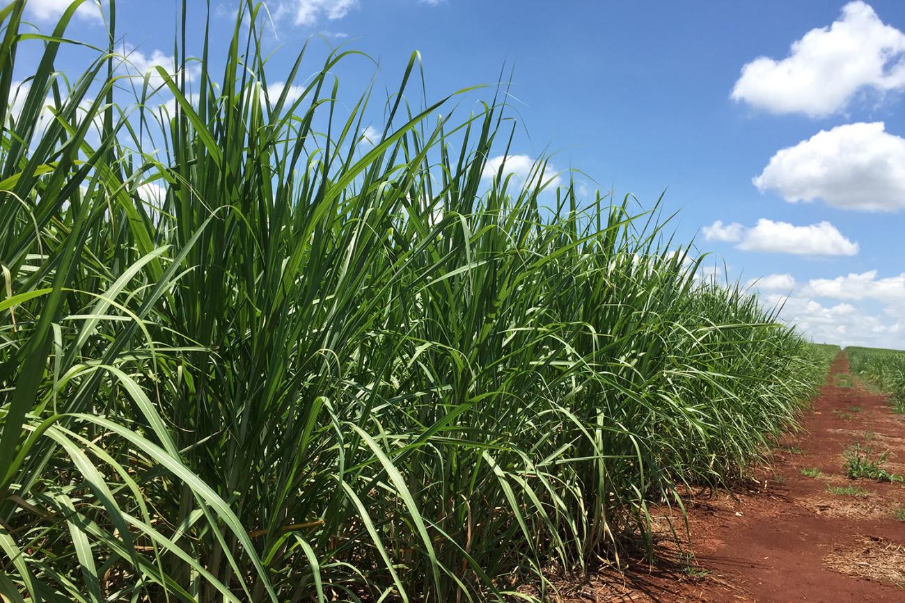 Kidney disease increases are concentrated among farm workers in hot, humid conditions, including sugarcane fields in Central America, similar to this one in Jacarezinho, Brazil on January 1, 2019. Picture is taken at the edge of a field on a sugar plantation on a spectacularly clear day. The earth is brown, the growing canes are green, and the deep blue sky has little fluffy clouds rolling in. REUTERS/Marcelo Texeira
