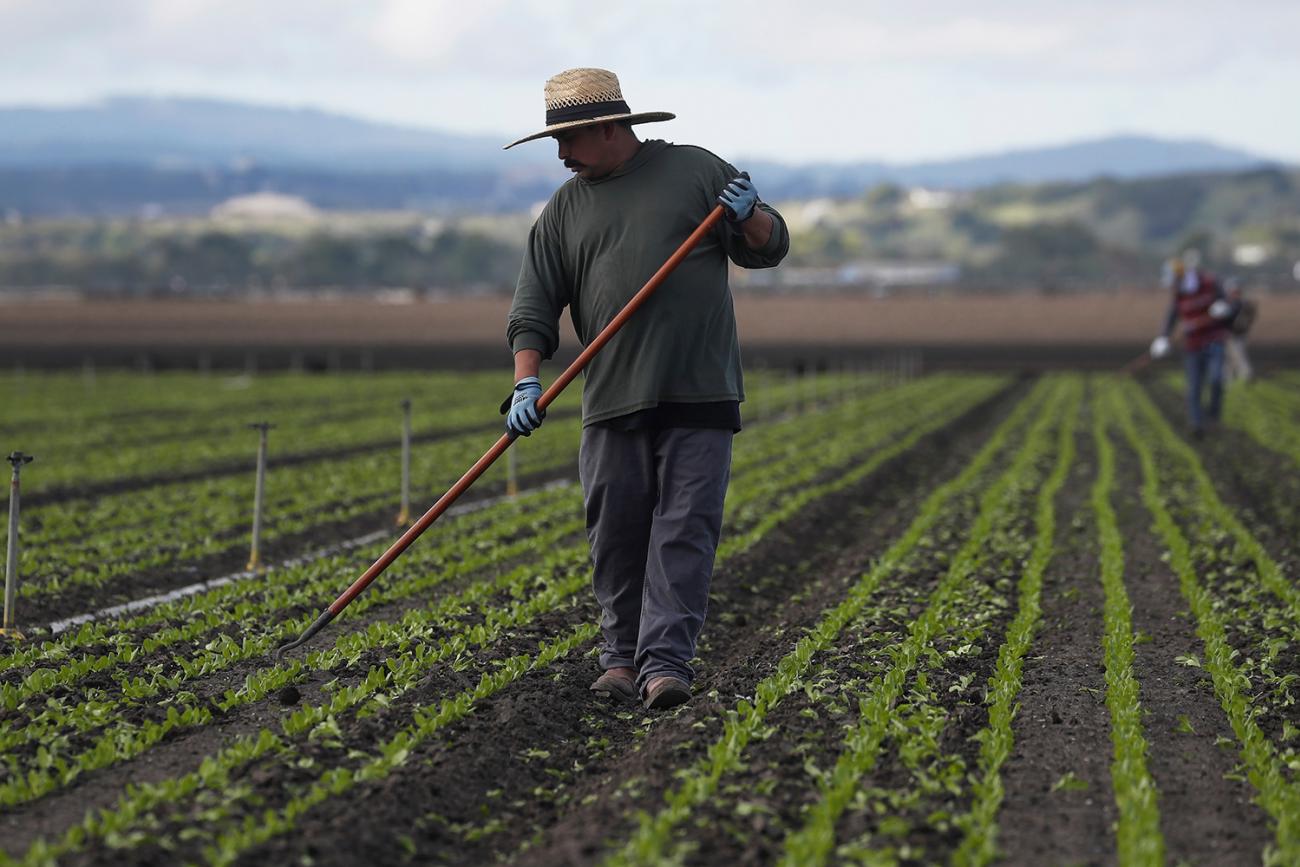Migrant worker Cesar Lopez works the fields amid an outbreak of the coronavirus disease (COVID-19), in Salinas Valley, California, on March 30, 2020. Picture shows Cesar working with a hoe in his hand. REUTERS/Shannon Stapleton