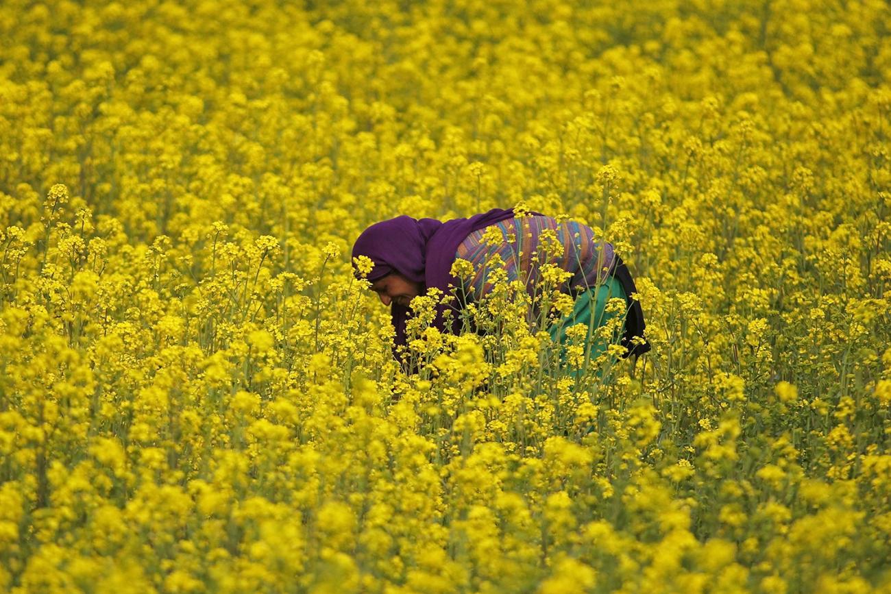 A million blooming flowers—and then some! Here a woman works inside her mustard field on the outskirts of Srinagar, India, on March 26, 2015. The photo shows a woman bending over in a field of bright yellow blossoms. REU-TERS/Danish Ismail