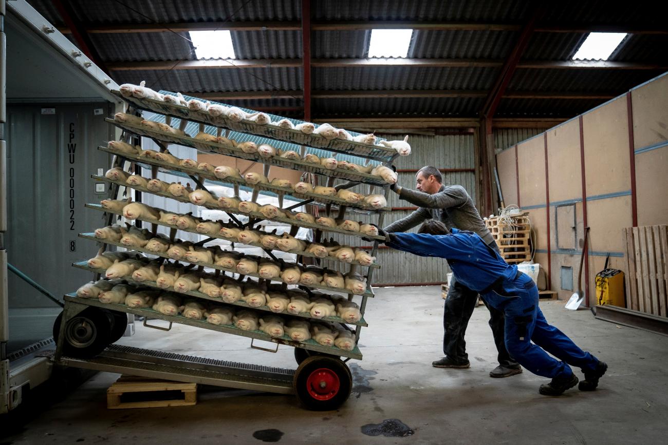 People push a cart with culled mink at the farm of Henrik Nordgaard Hansen and Ann-Mona Kulsoe Larsen near Naestved, Denmark, November 6, 2020. 