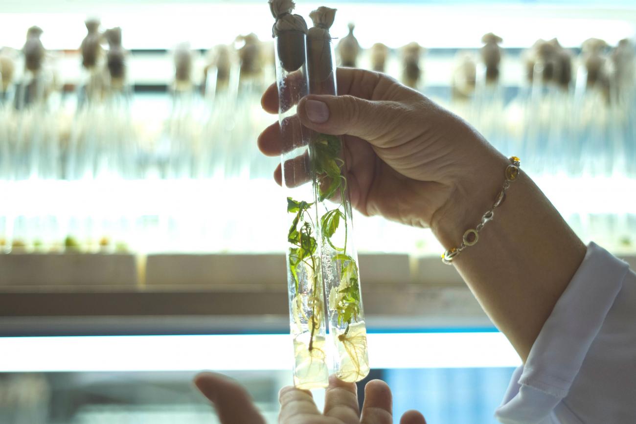 A Ukrainian scientist holds plant shoots in test tubes in her laboratory in Hlukhiv, Ukraine