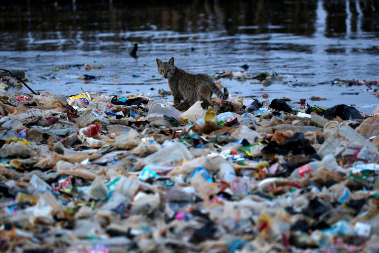 a cat sits on top of a pile of plastic waste