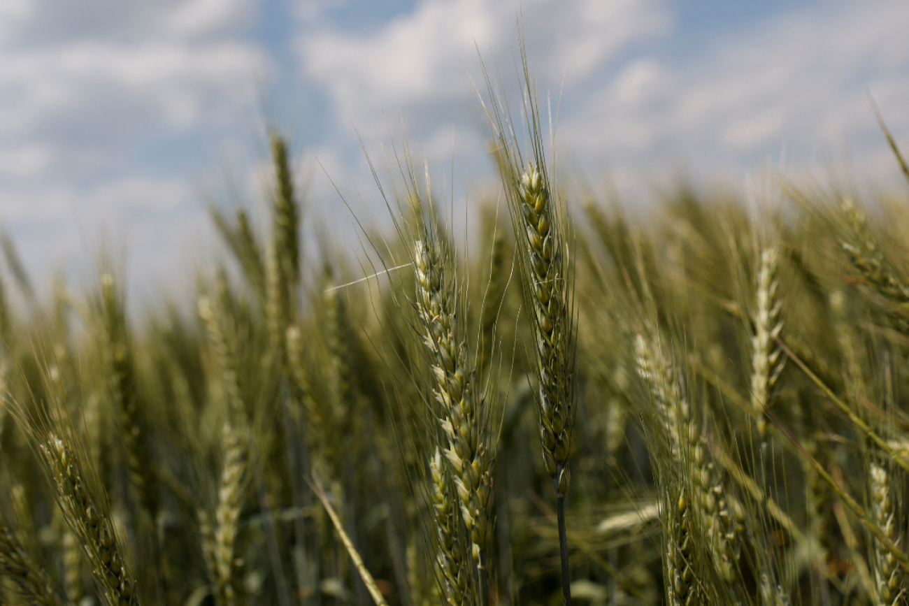 A close up image of a field of winter wheat growing outside Bashtanka, in the Mykolaiv region of Ukraine, on June 9, 2022