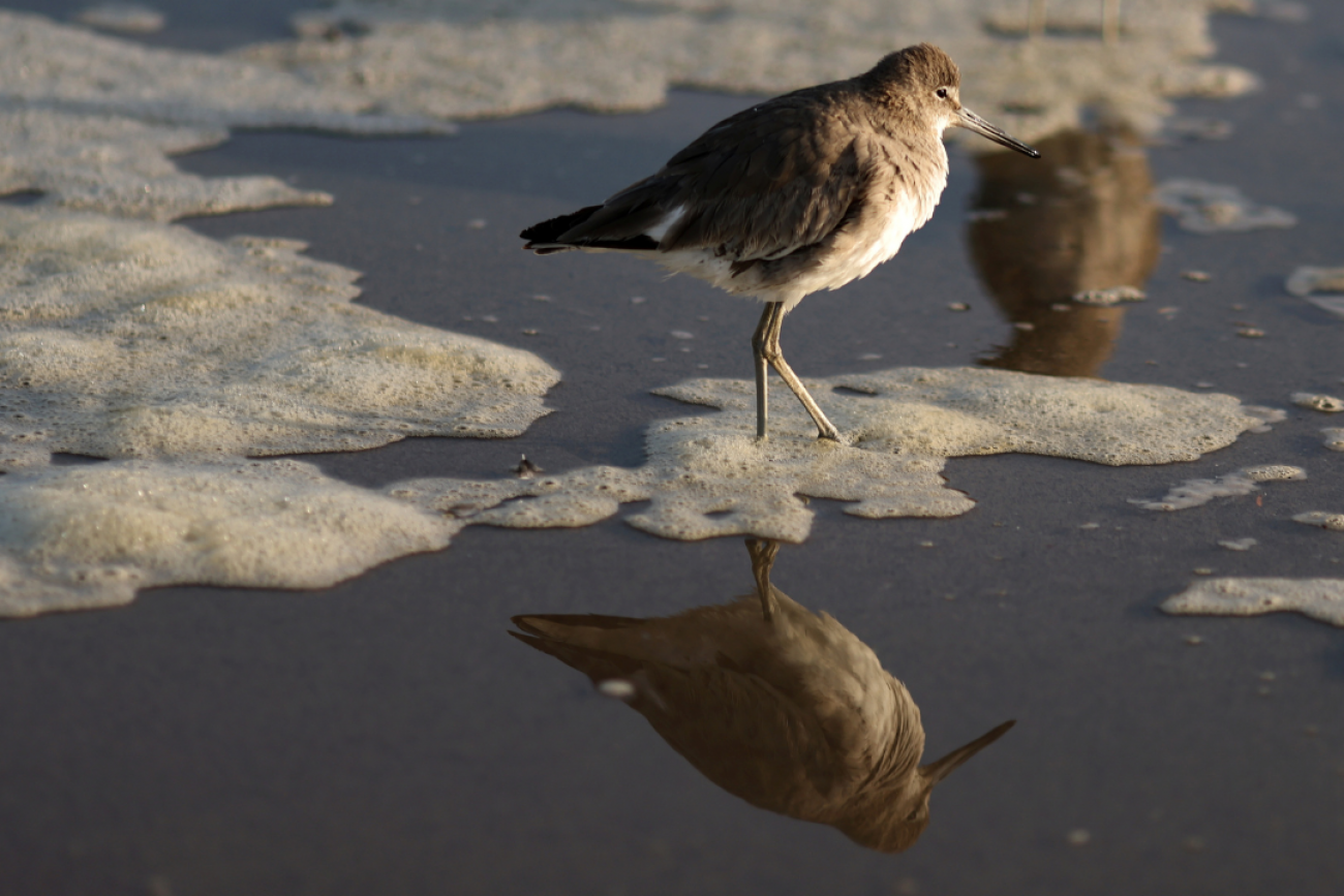 A brown bird with a pale chest stands in a foam patch of polluted water in Santa Monica, California, on March 23, 2021. 
