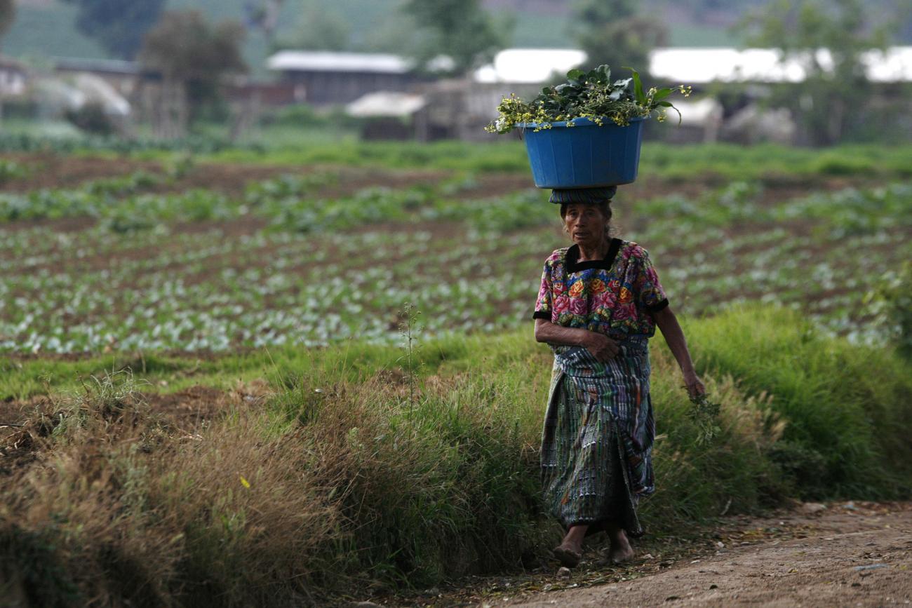 A woman carries vegetables from the field at the end of the day in Tecpan, Guatemala, May 5, 2008. 