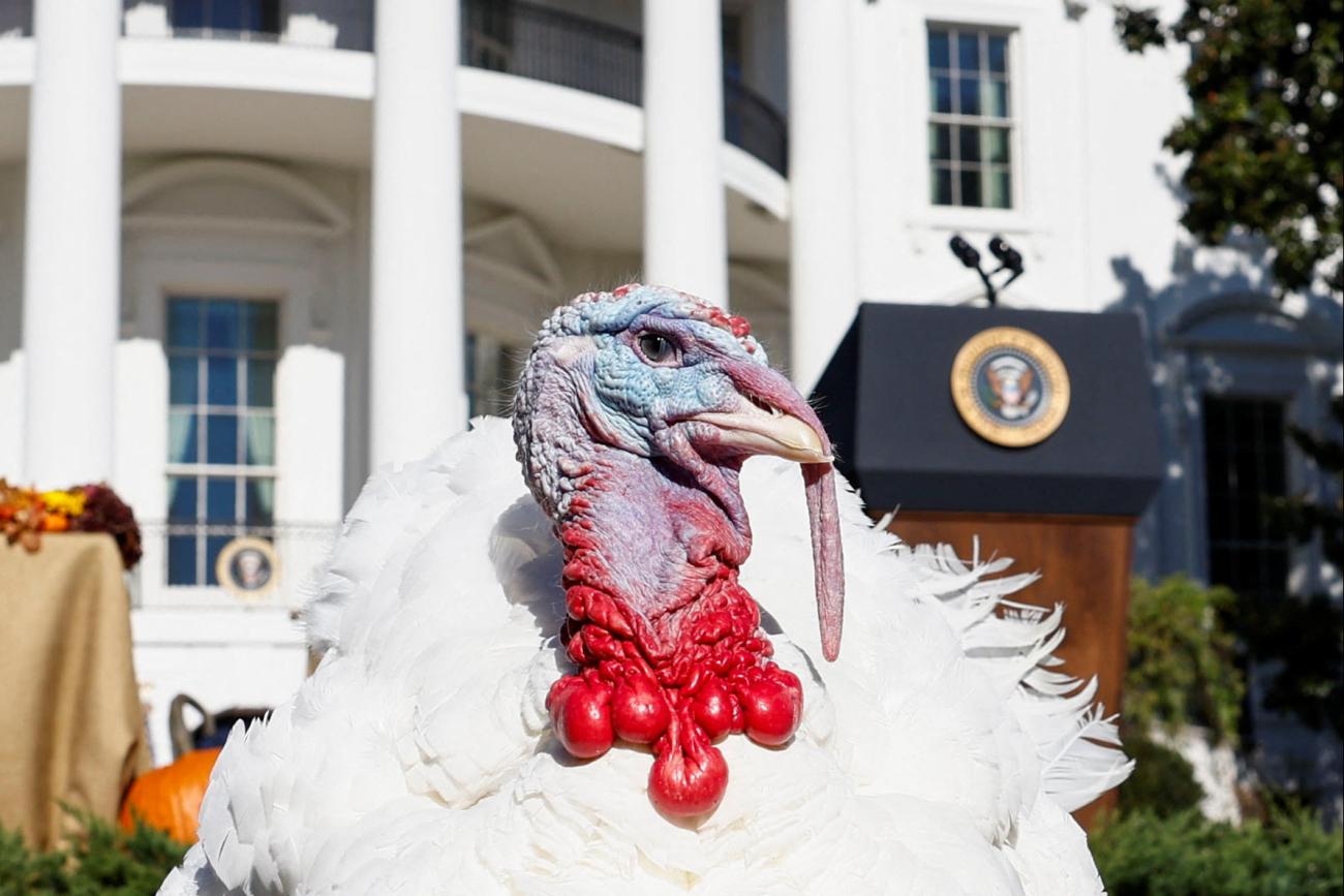 The National Thanksgiving Turkey stands on the South Lawn of the White House in Washington, U.S., November 21, 2022.