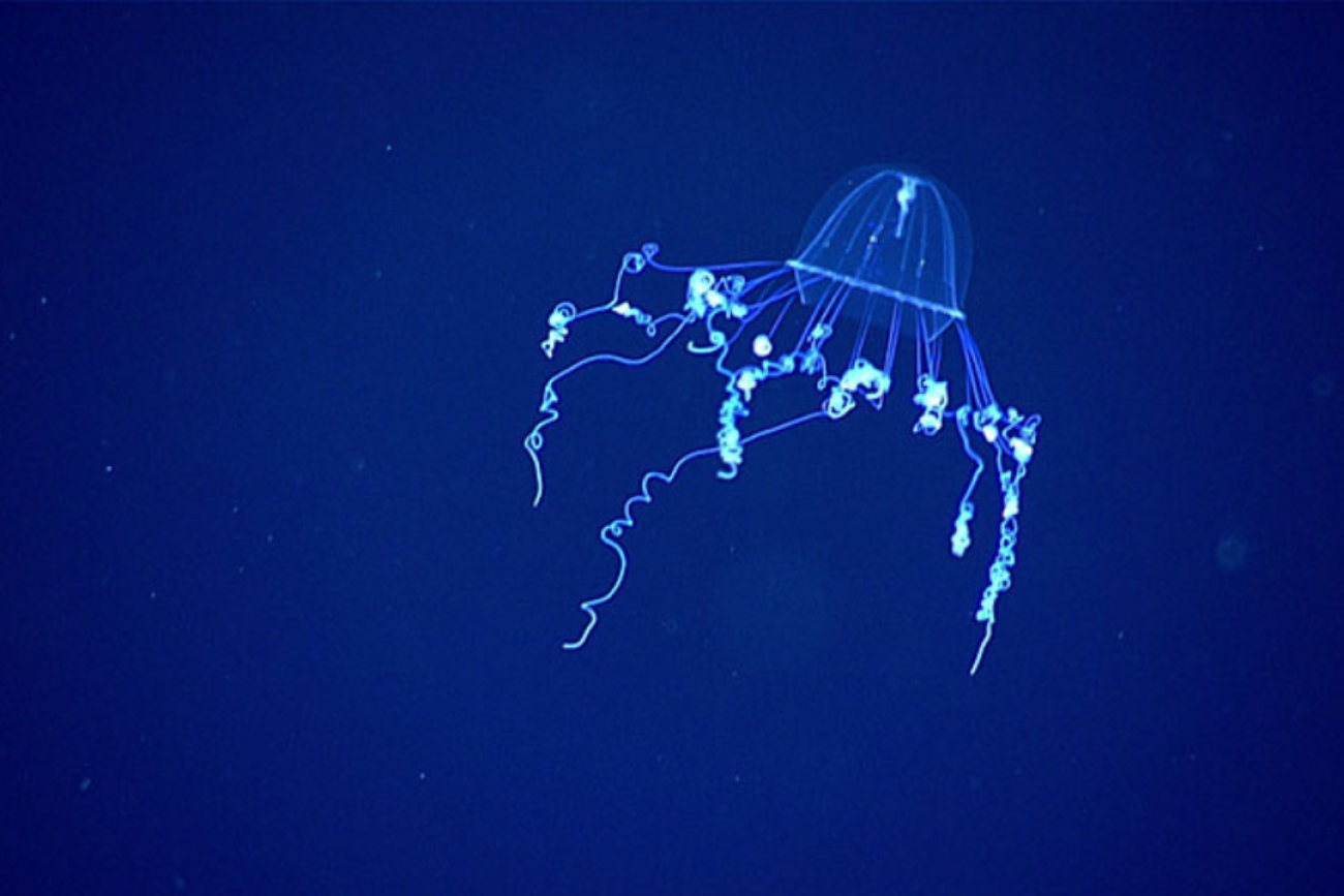 A silky medusa, Colobonema sericeum, its white tentacles against a deep blue background, seen during a mid-water transect during the third Voyage to the Ridge 2022 expedition. 