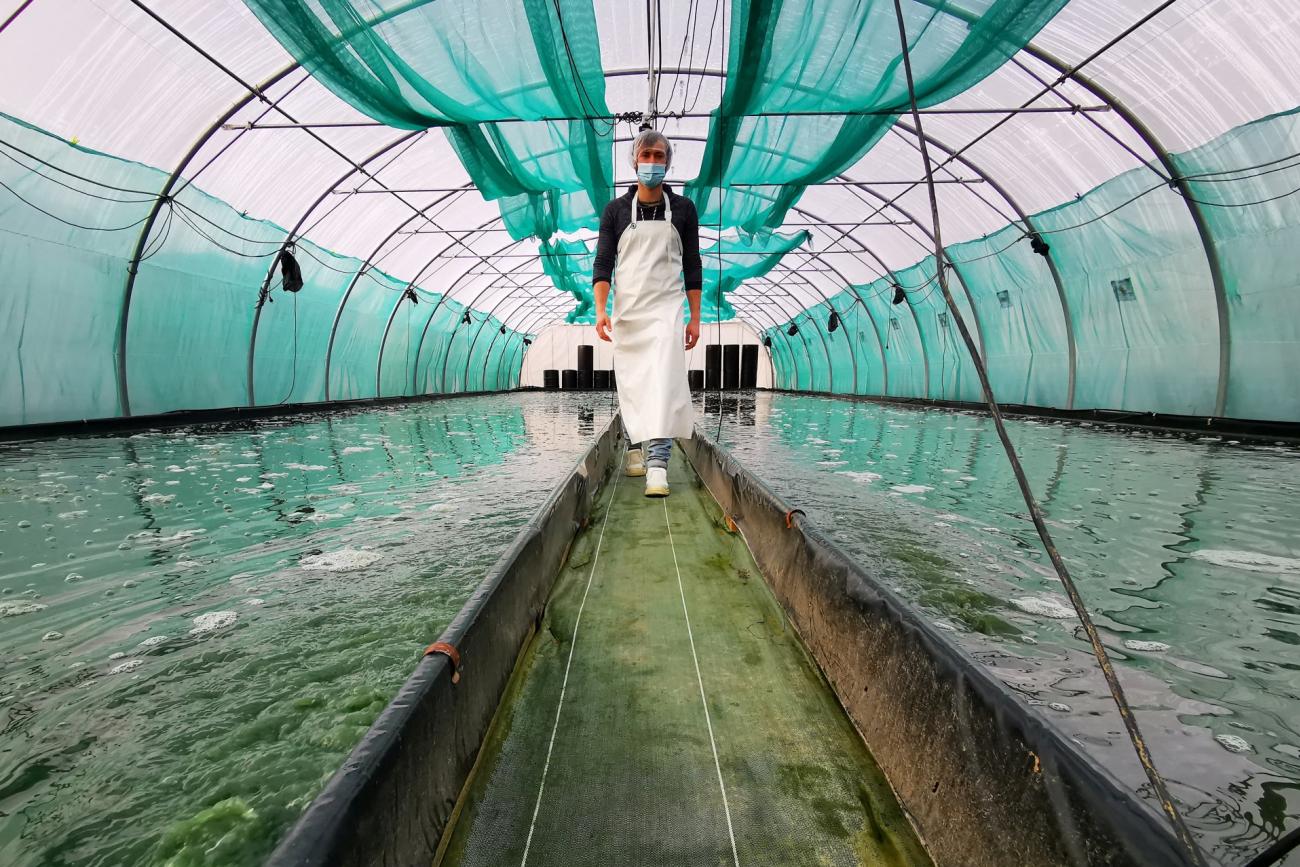 A man walks between two large basins full of seaweed used for spirulina production