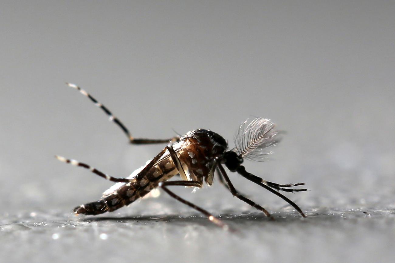 Genetically modified male Aedes aegypti mosquito