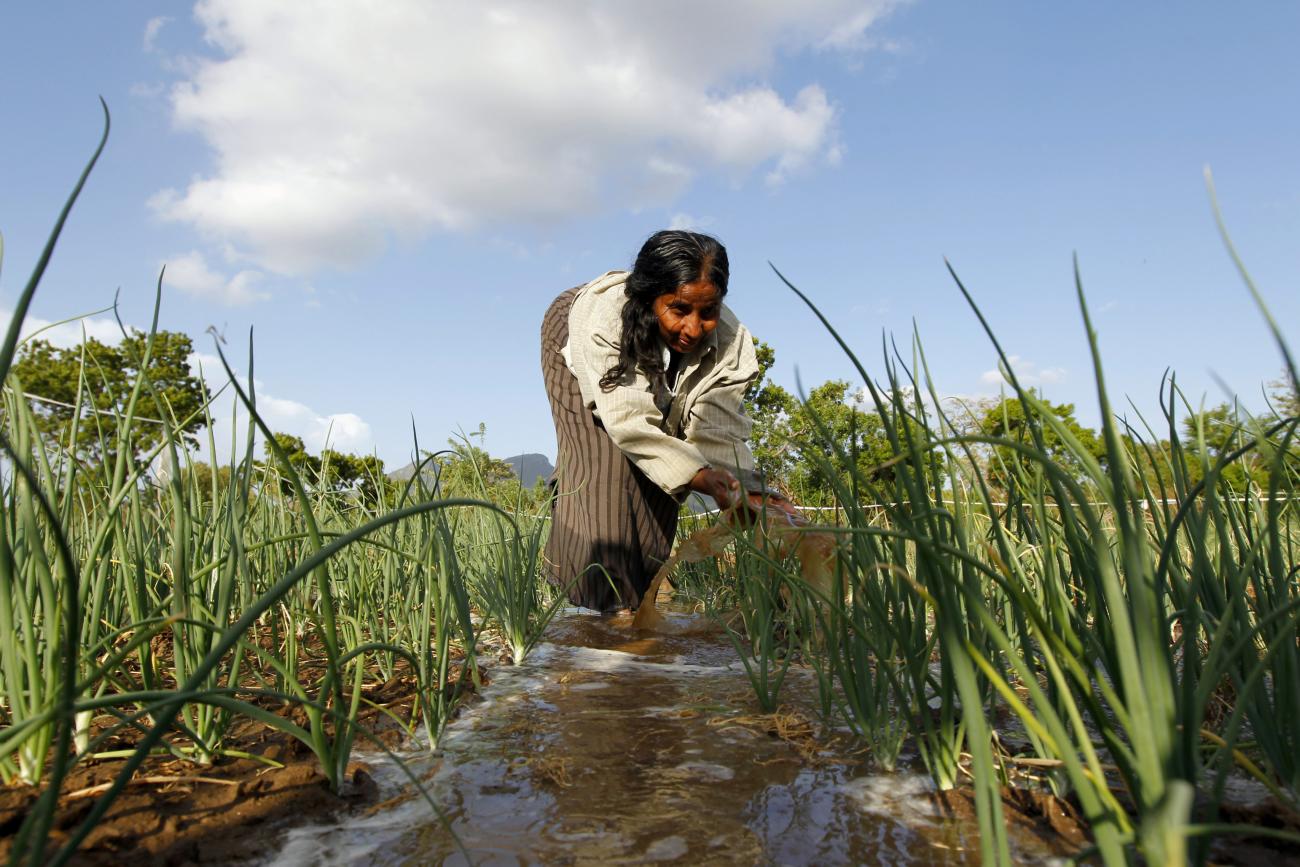 A woman uses her hands to help irrigate a crop of onions in a field.