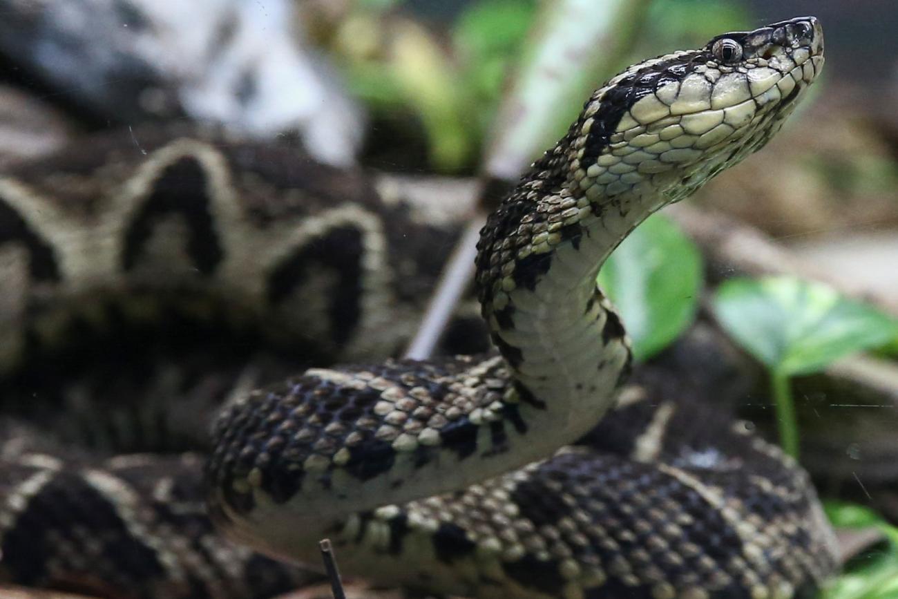 A jararacussu snake is seen at Butantan Institute.