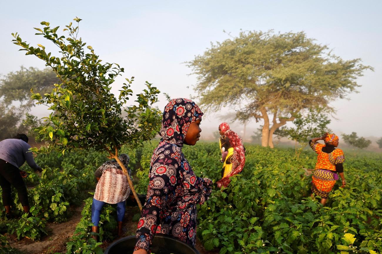 Khoudia Ndiaye carries a container with eggplants she freshly harvested for the market.