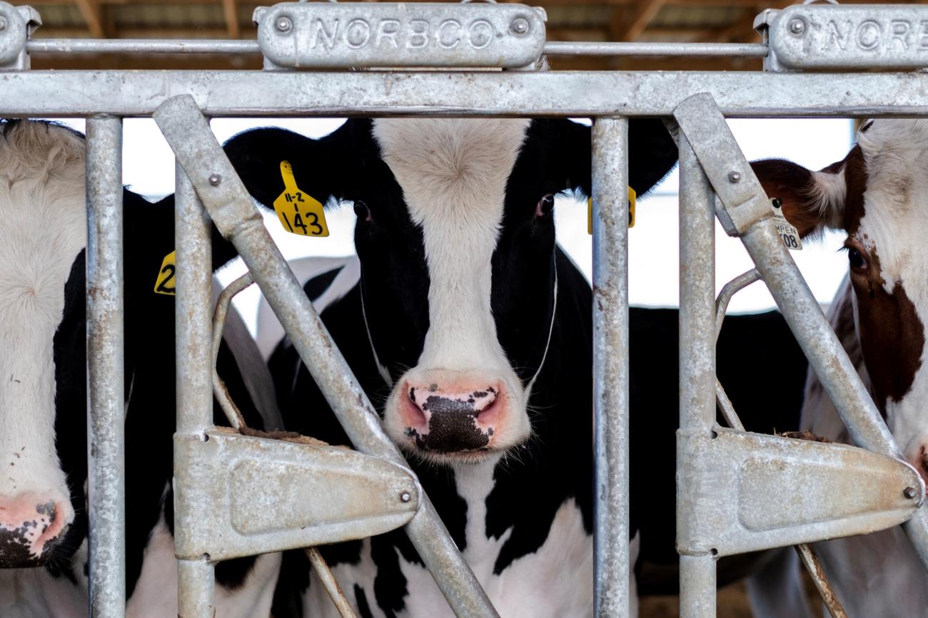 Dairy farmer Brent Pollard's cows stand in their pen at a cattle farm.