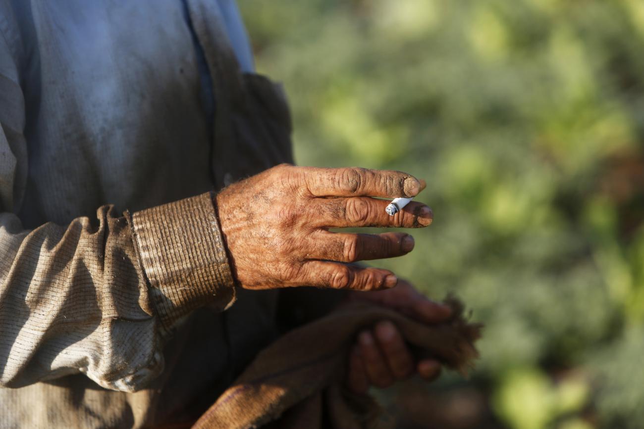 A worker smokes as he harvests tobacco leaves in a field.