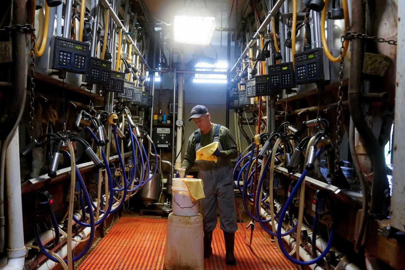 fred Brandt milks his Holstein cows on the dairy farm