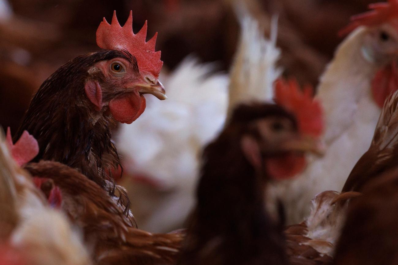 Cage-free chickens are shown inside a facility at Hilliker's Ranch Fresh Eggs.