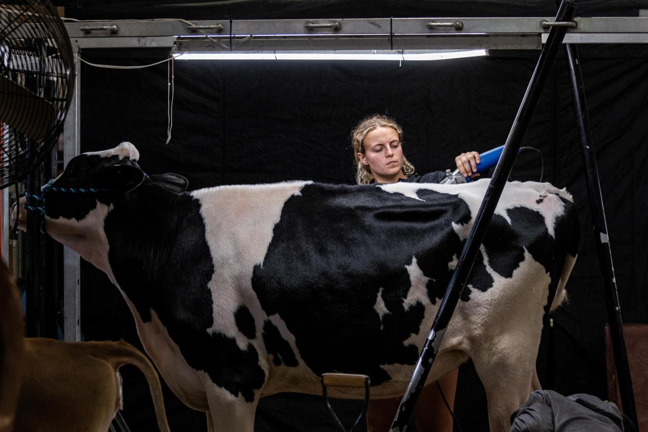 A cow has its hair trimmed.