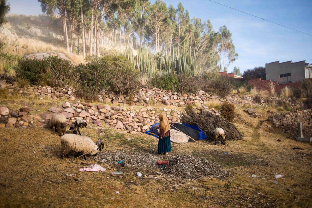 A woman feeds her cattle in Qewaya village, Lake Titicaca, Bolivia, July 4, 2018.