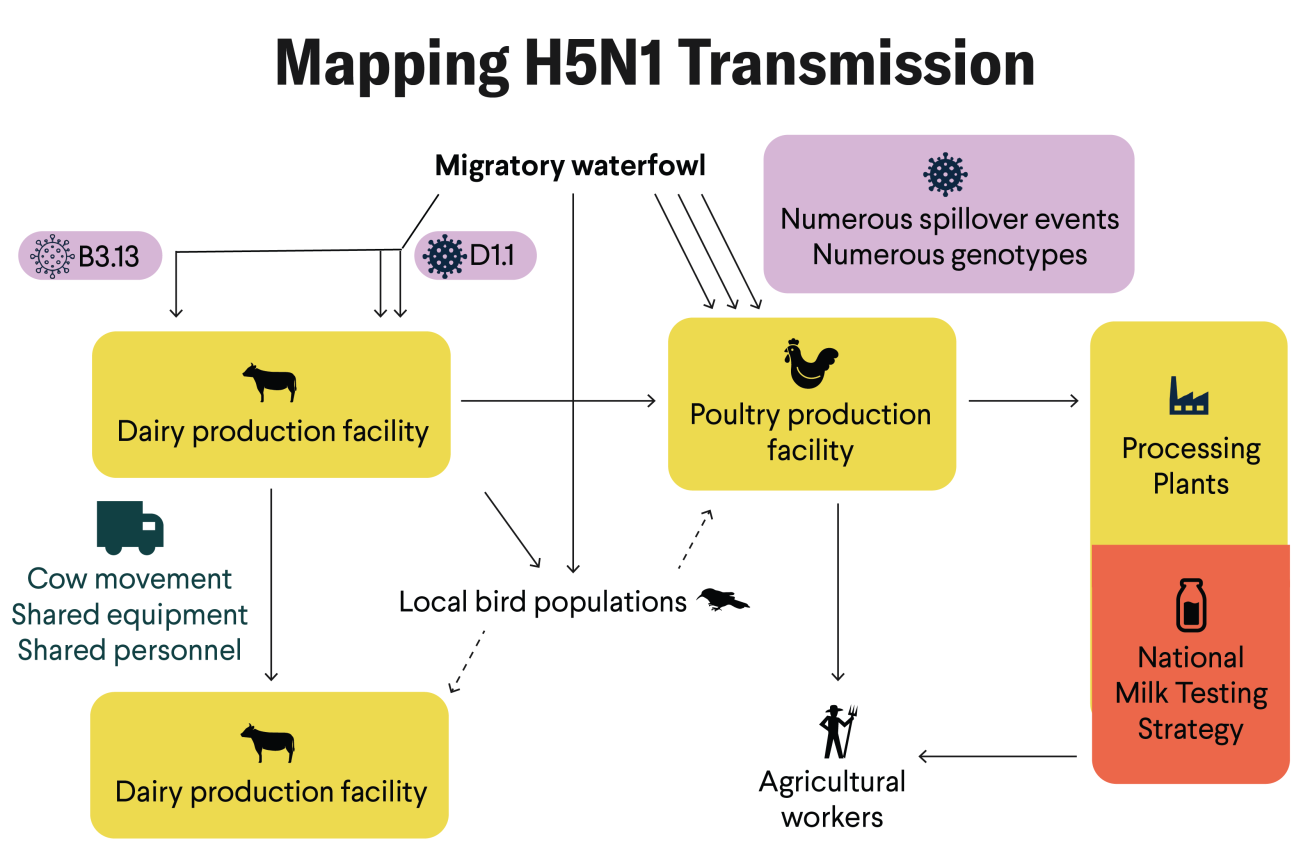 Mapping H5N1 Spread: Pathways of introduction and transmission, with nodes of risk and surveillance for H5N1
