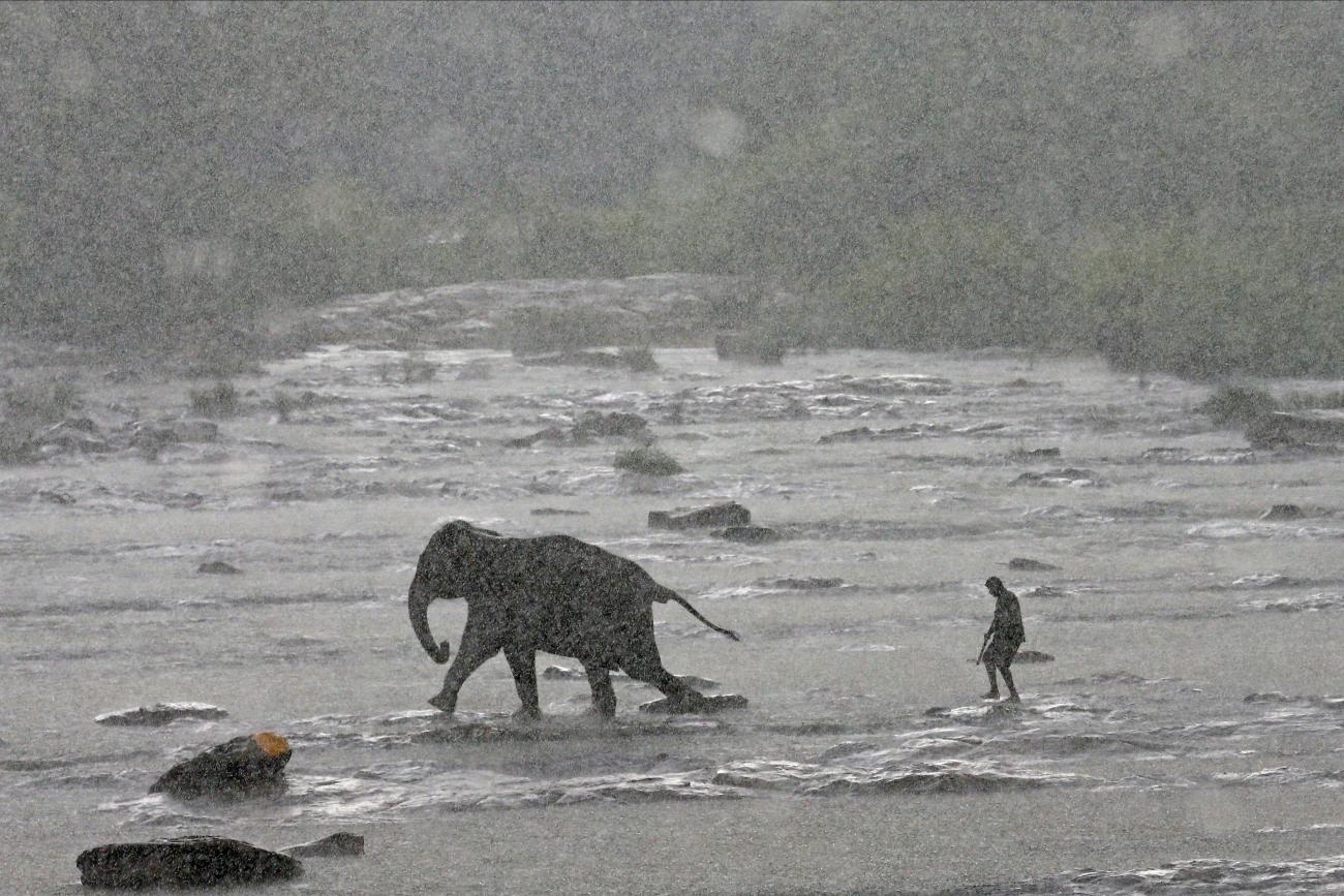 A mahout (an elephant keeper) walks with an elephant during a daily swim in a River at Pinnawal elephant orphanage near Pinnawala village in Rambukkana, Sri Lanka 