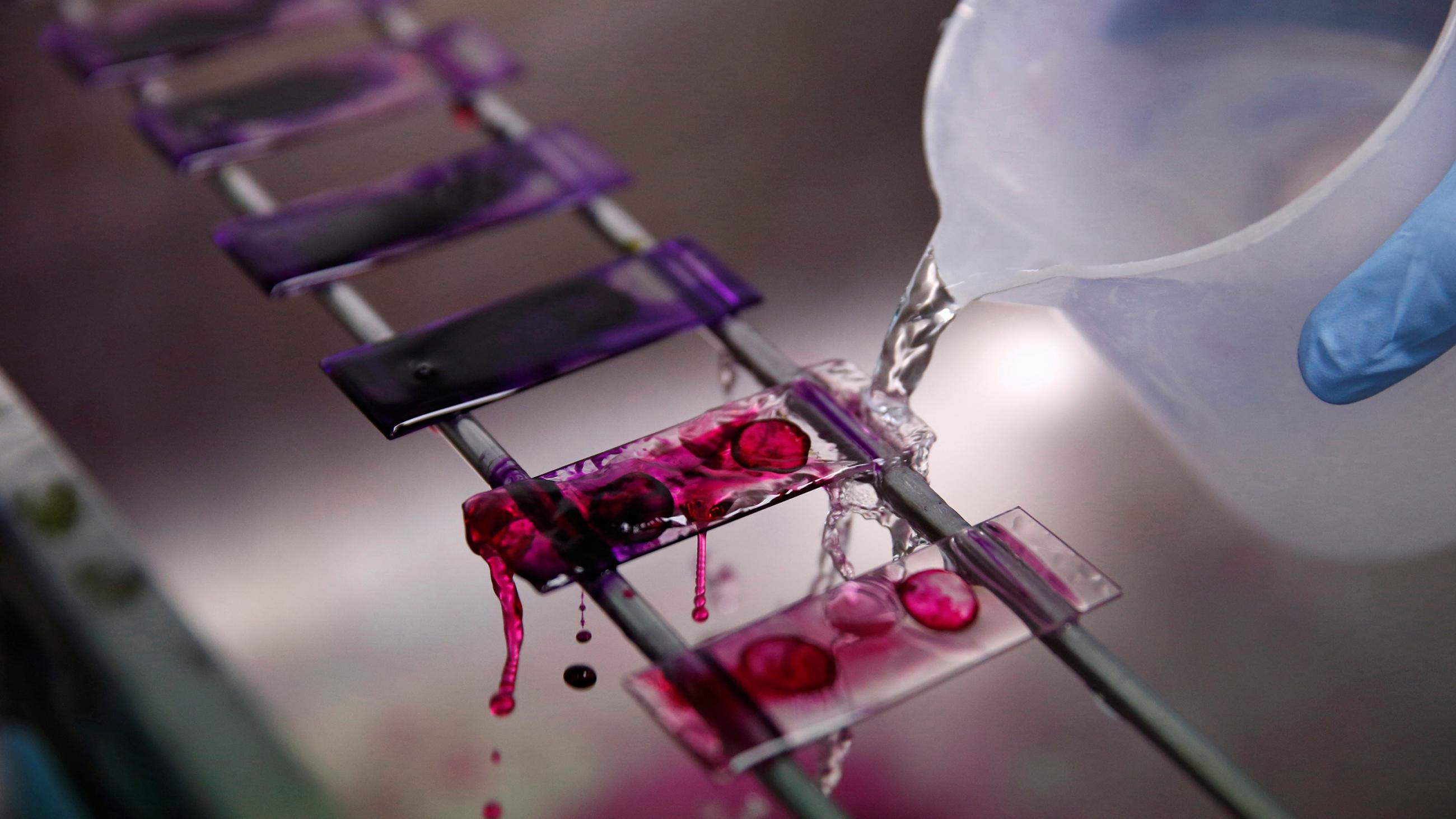 The image shows a splashing liquid being washed across glass plates each of which is dotted with what appears to be a blood drop sample. 
