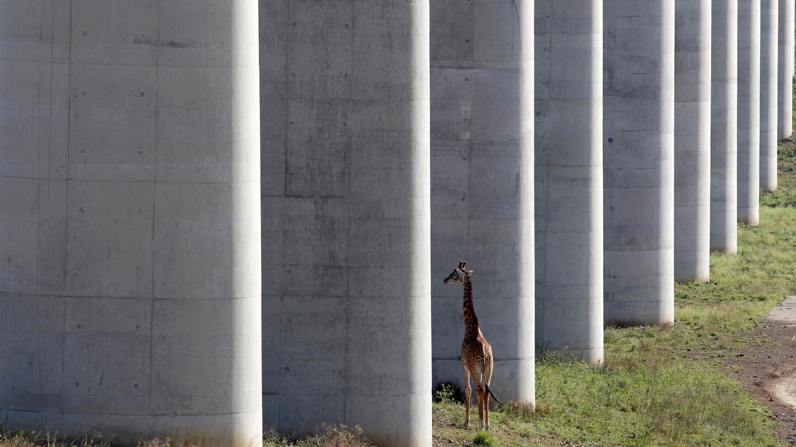 Photo shows a high bridge constructed in such a way that animals can pass freely beneath its support structure. 