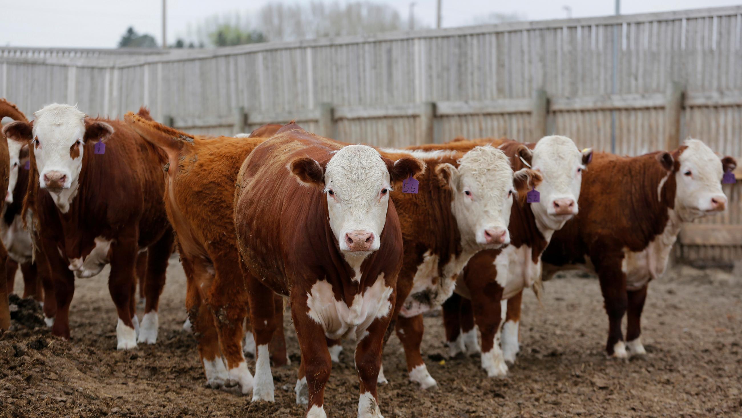 Picture shows a herd of cows looking at the camera. 