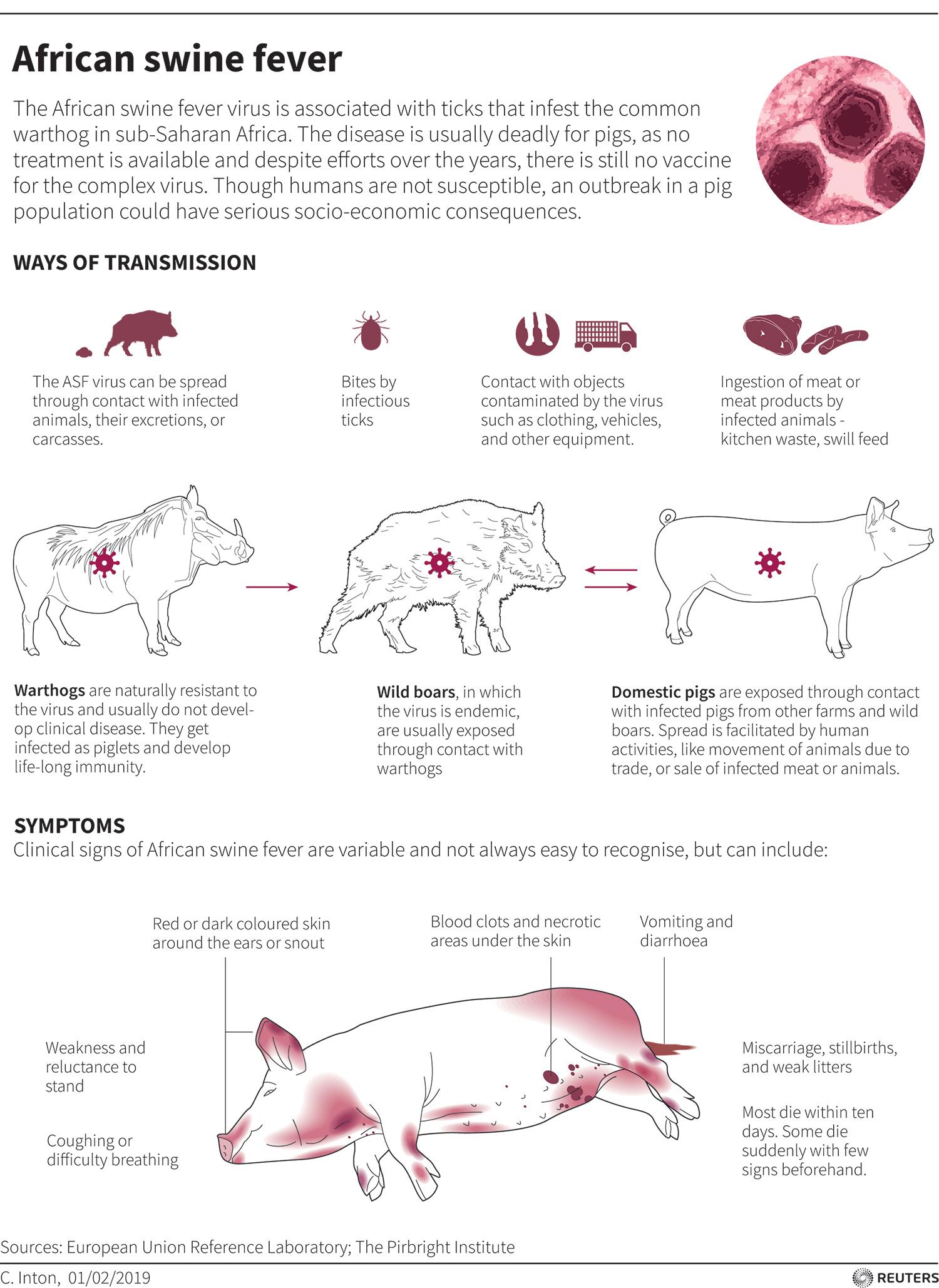 African swine fever. The image shows a graphic explainer on the disease and how it infects warthogs, wild boar, and domestic pigs.
