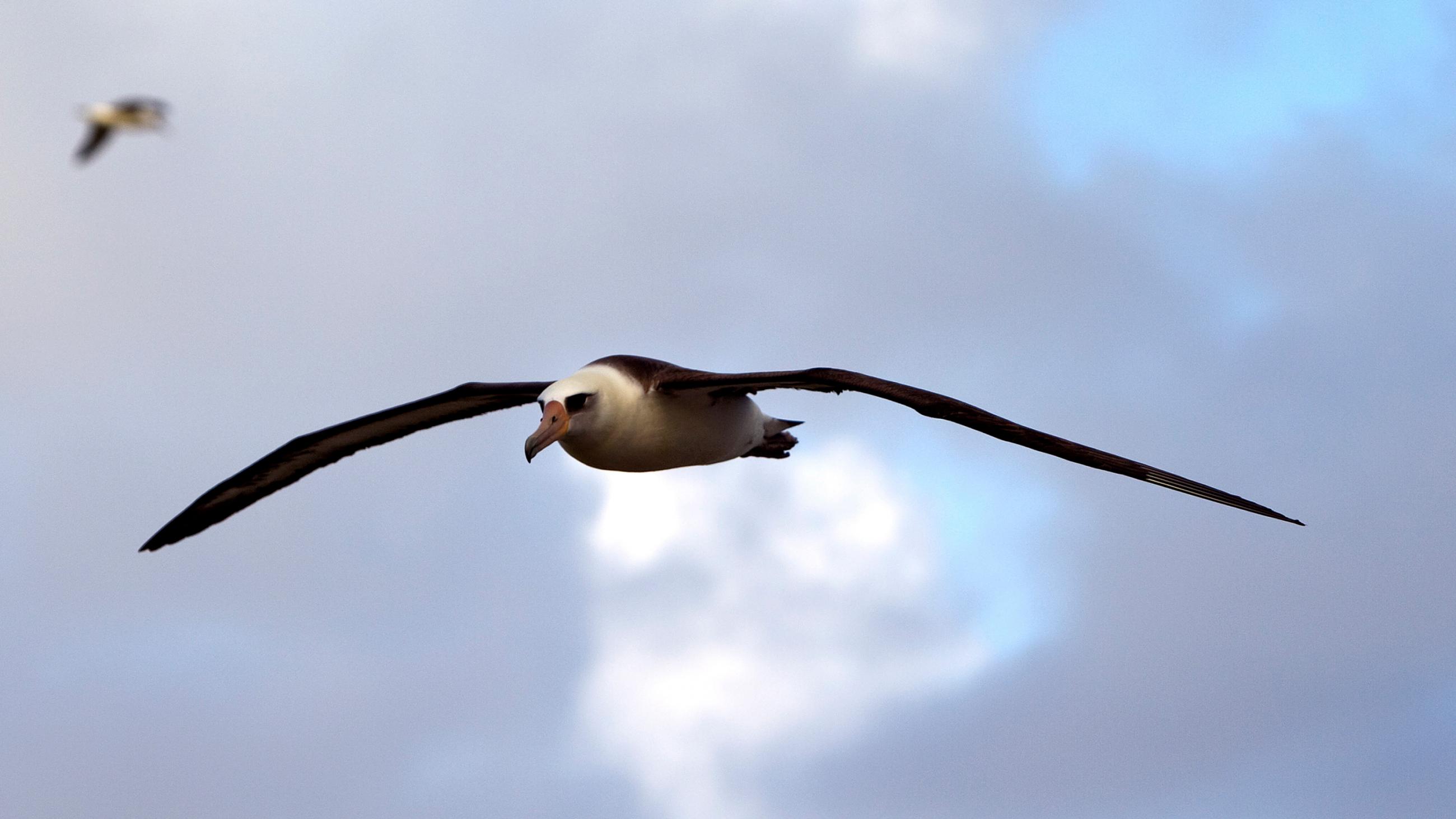 The photo shows a sea bird aloft against a blue sky.