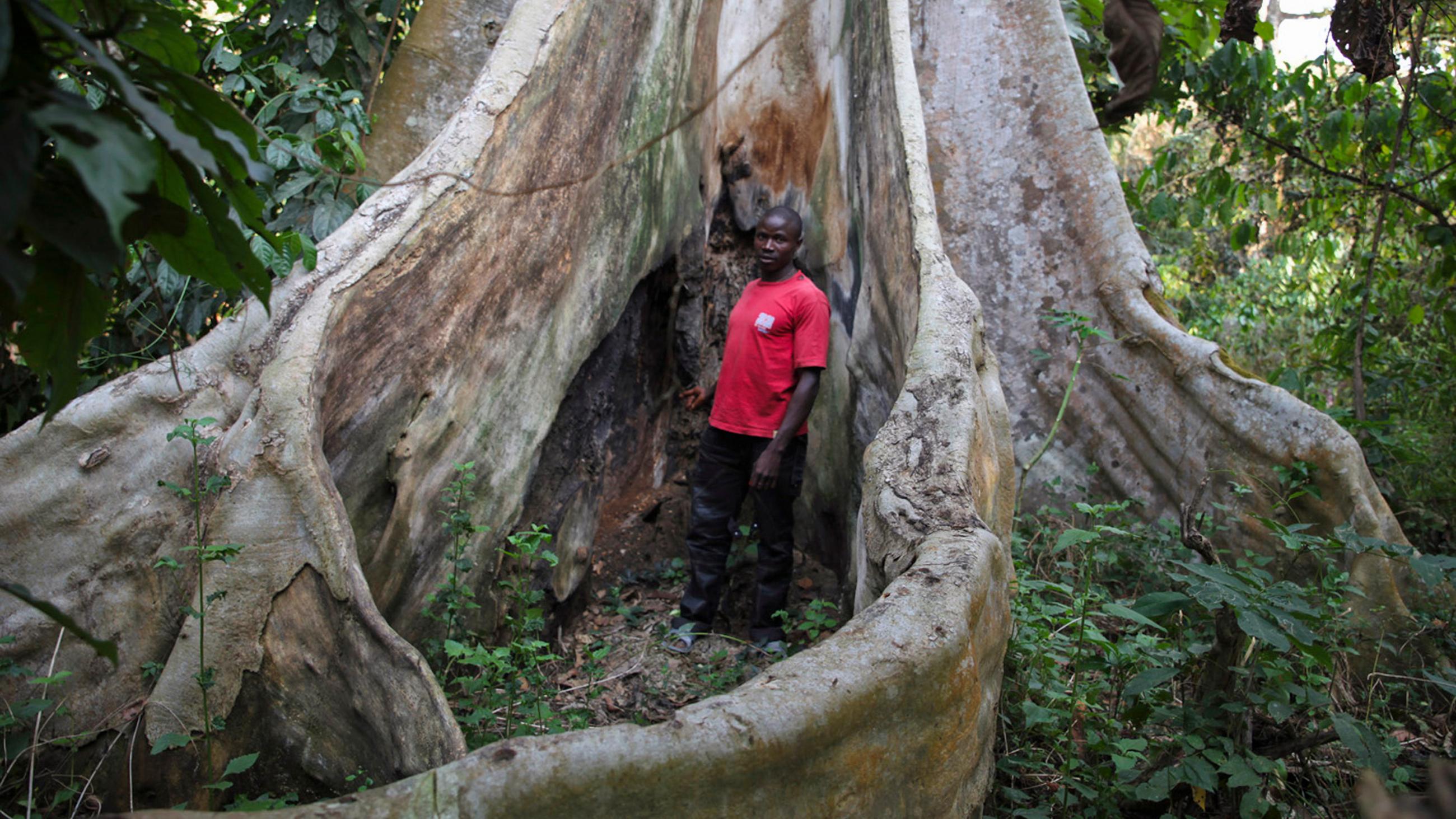 The picture shows a charred kapok tree, home to hundreds of bats that may have been hosting the deadly virus. 