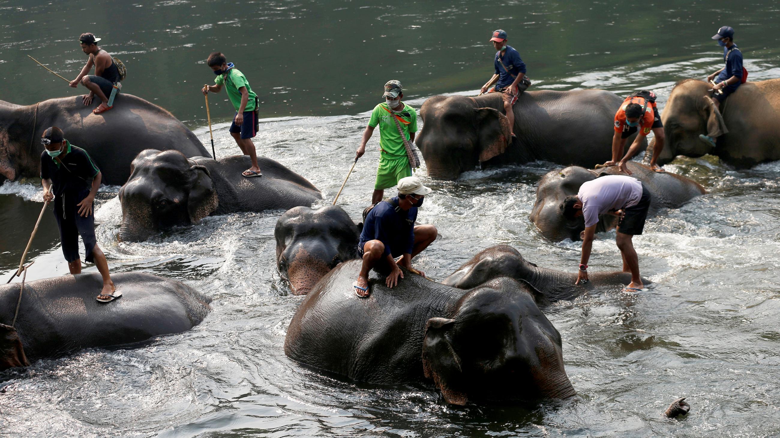 The picture shows a gathering of elephants in a body of water with people riding on their backs into the drink. Picture taken April 3, 2020. 