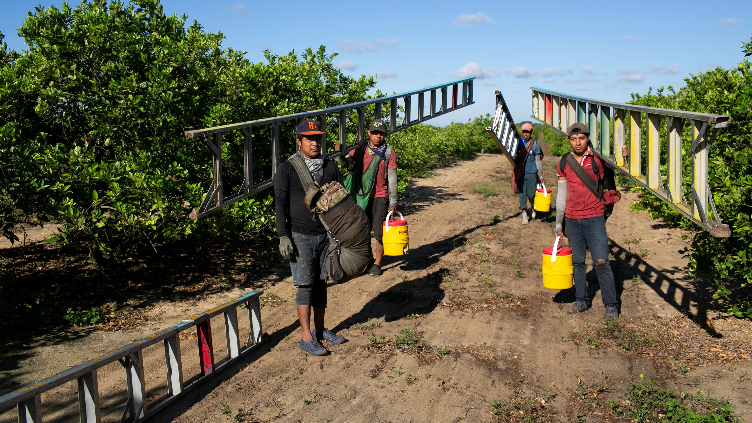 Picture shows several farm workers carrying long ladders among trees in an orange grove. 