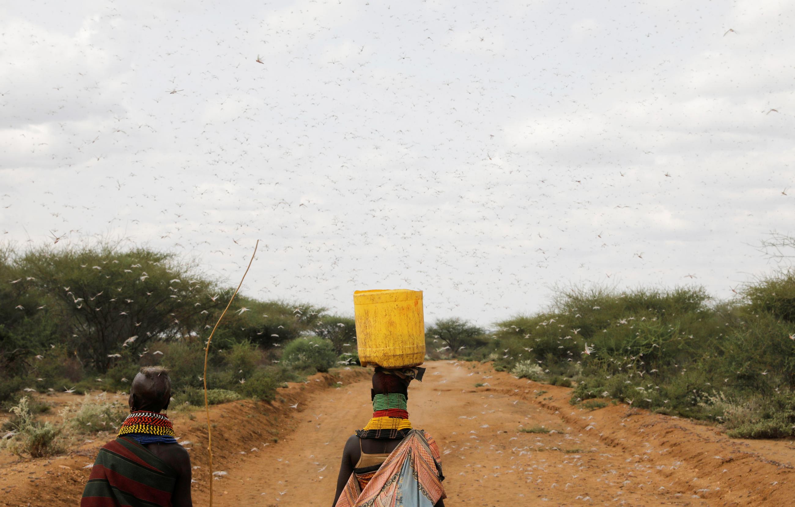 Women from the Turkana tribe walks through a swarm of desert locusts at the village of Lorengippi near the town of Lodwar, Turkana county, Kenya, July 2, 2020.