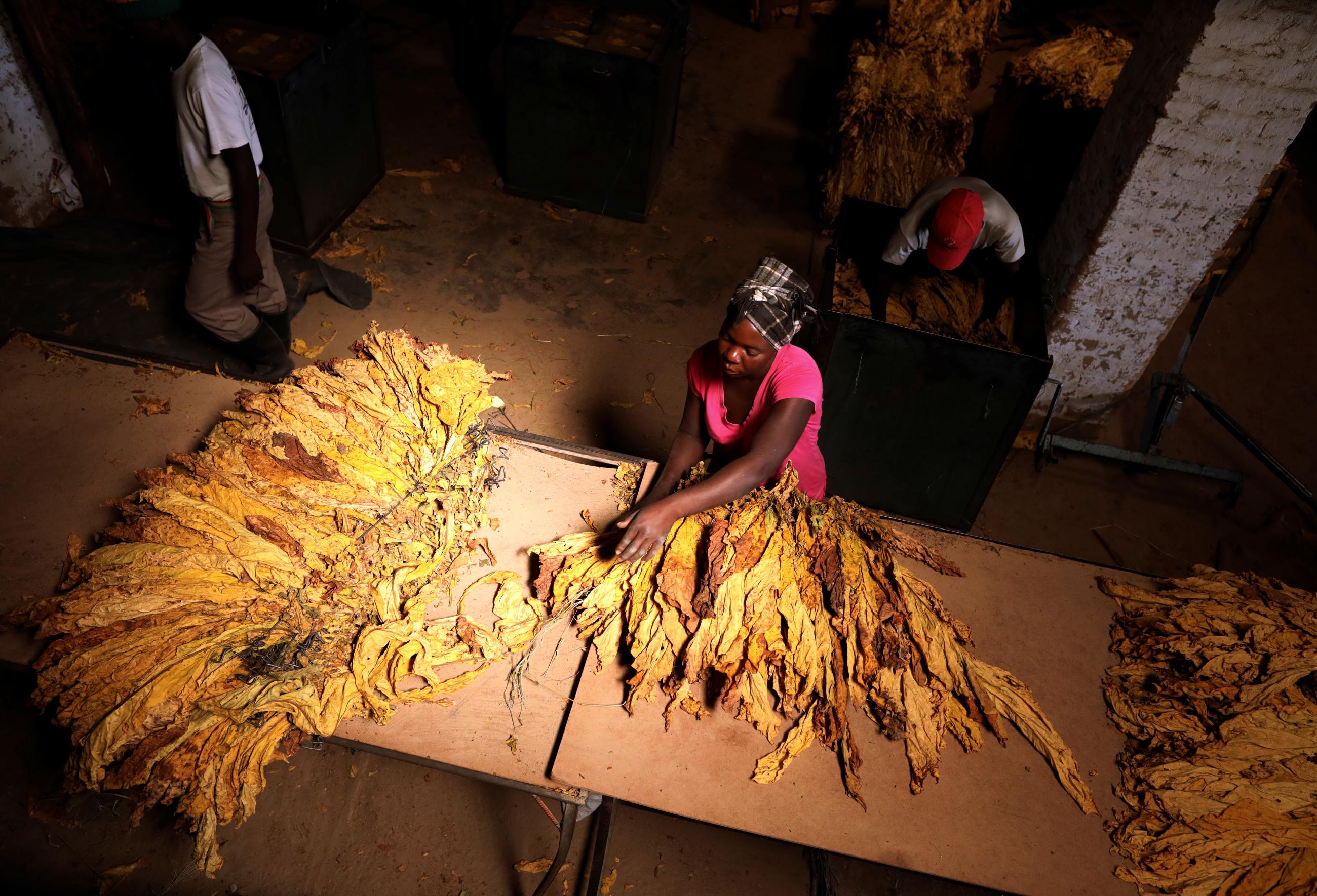 A woman sorts a bale of tobacco at a processing plant outside Harare, Zimbabwe on February 20, 2019.