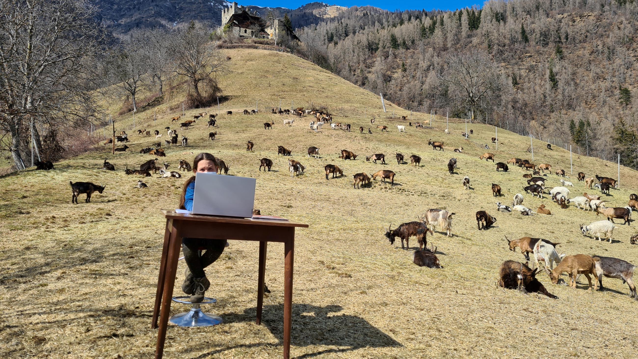 A young girl attends her online lessons surrounded by her shepherd father's herd of goats in the mountains, while schools are closed due to COVID-19 restrictions, in Caldes, Italy, on March 20, 2021.