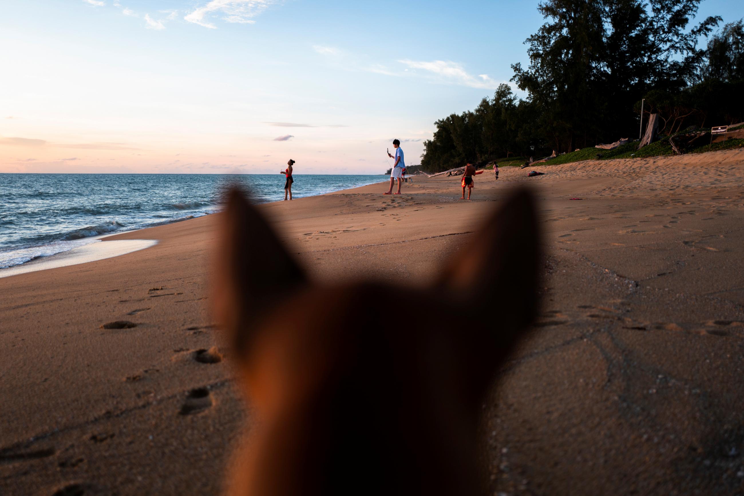 The back of a dog's head with pointing ears is seen close up looking out across a beach in Phuket at sunset. Phuket now allows foreigners who are fully vaccinated against COVID-19 to visit the resort island without quarantine, Phuket, Thailand, on September 17, 2021.