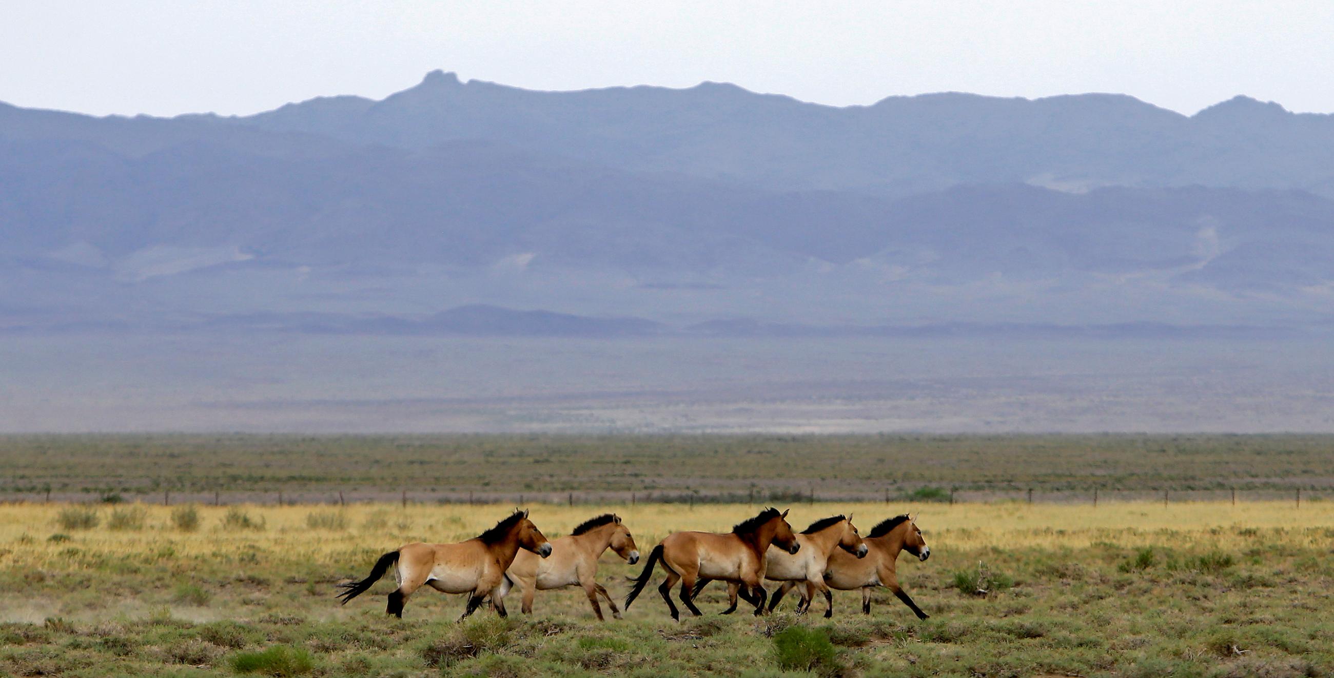 A herd of endangered Przewalski's horses in the Takhin Tal National Park, part of the Great Gobi B Strictly Protected Area, in south-west Mongolia, June 22, 2017.
