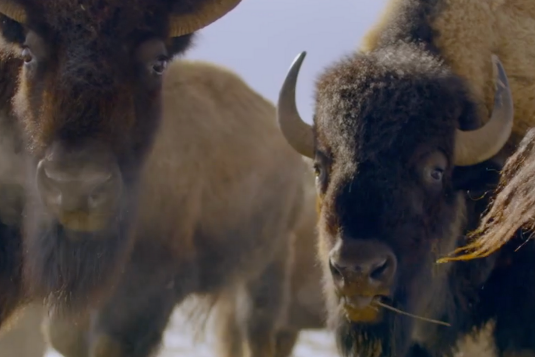 Buffalo from the Cheyenne River Sioux Nation in South Dakota.