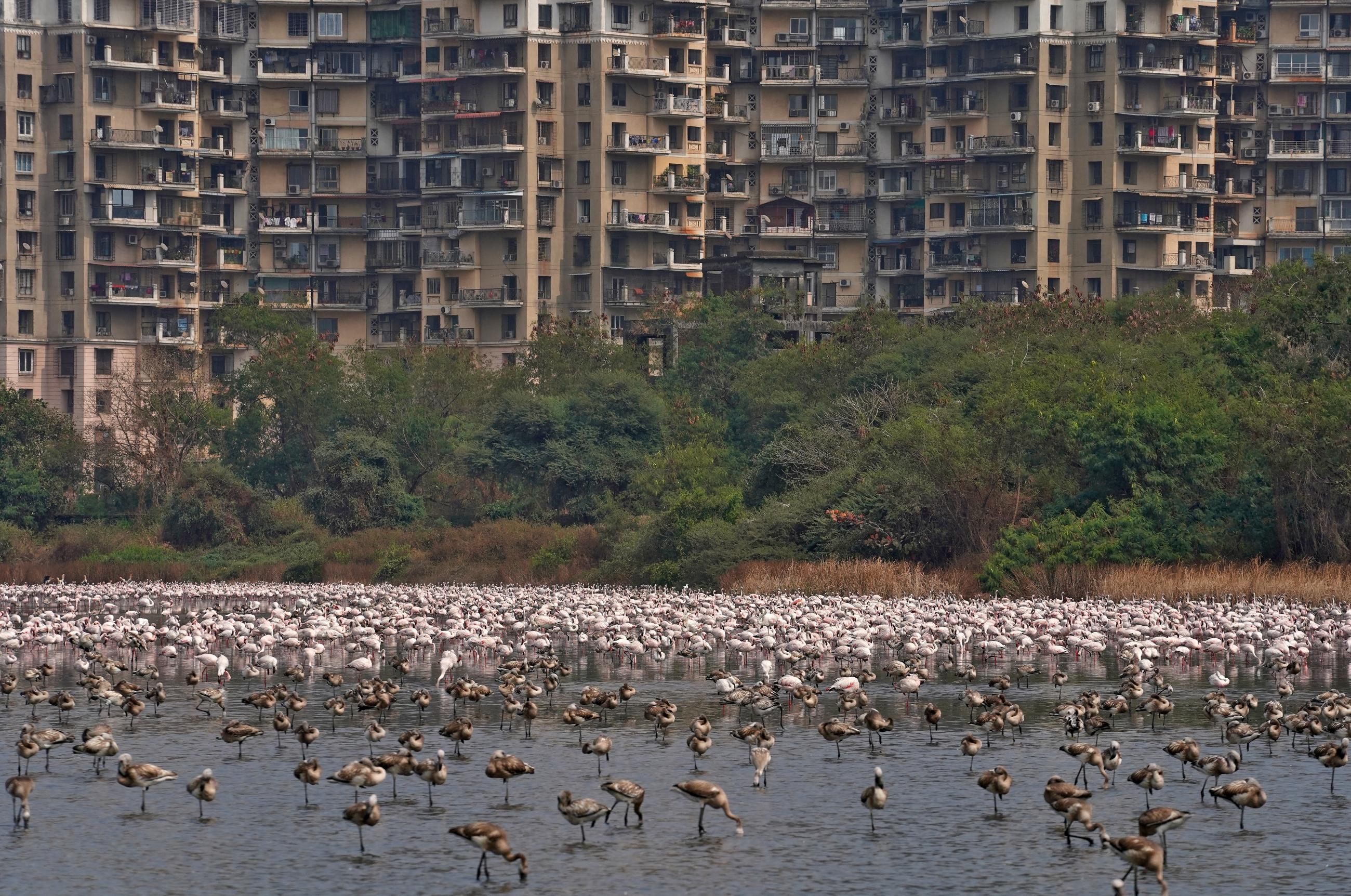 A flock of flamingos in the Talawe wetland against a backdrop of residential buildings in Navi Mumbai, India, on February 11, 2020. 
