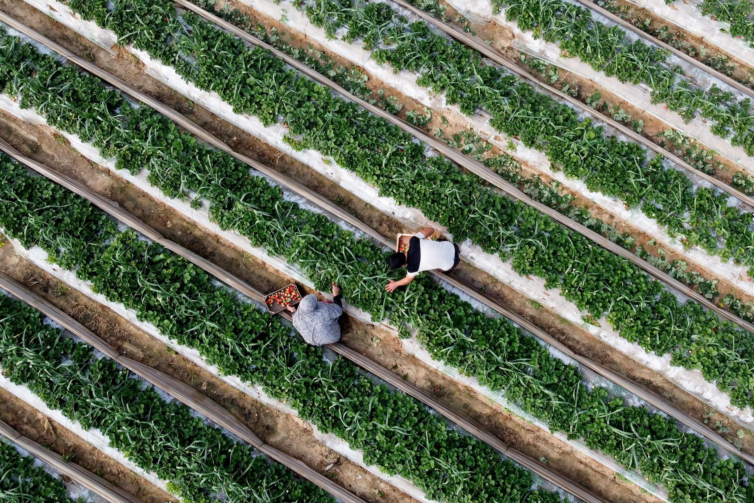 A picture taken with a drone shows Palestinian farmers harvesting strawberries amid the outbreak of the coronavirus disease (COVID-19), in the northern Gaza Strip, on December 22, 2020. 