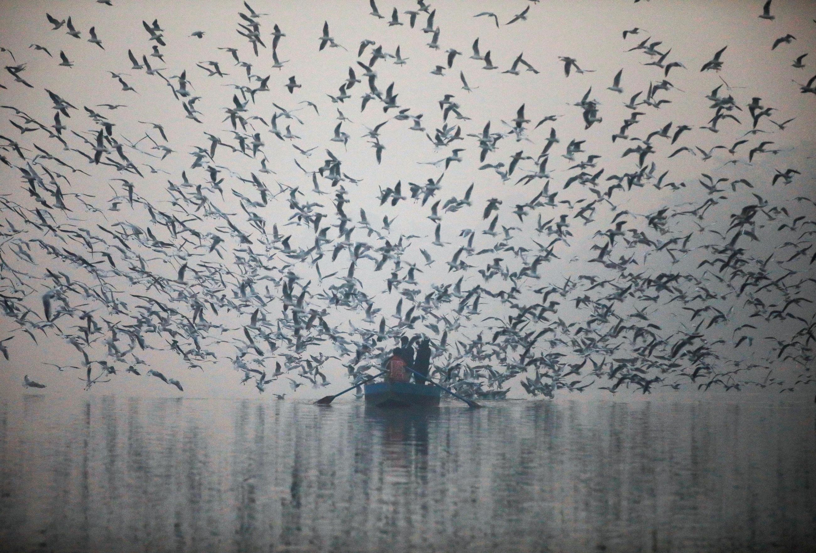 People feed seagulls from a boat at Yamuna river, on a smoggy morning in New Delhi, India, on November 18, 2021. 
