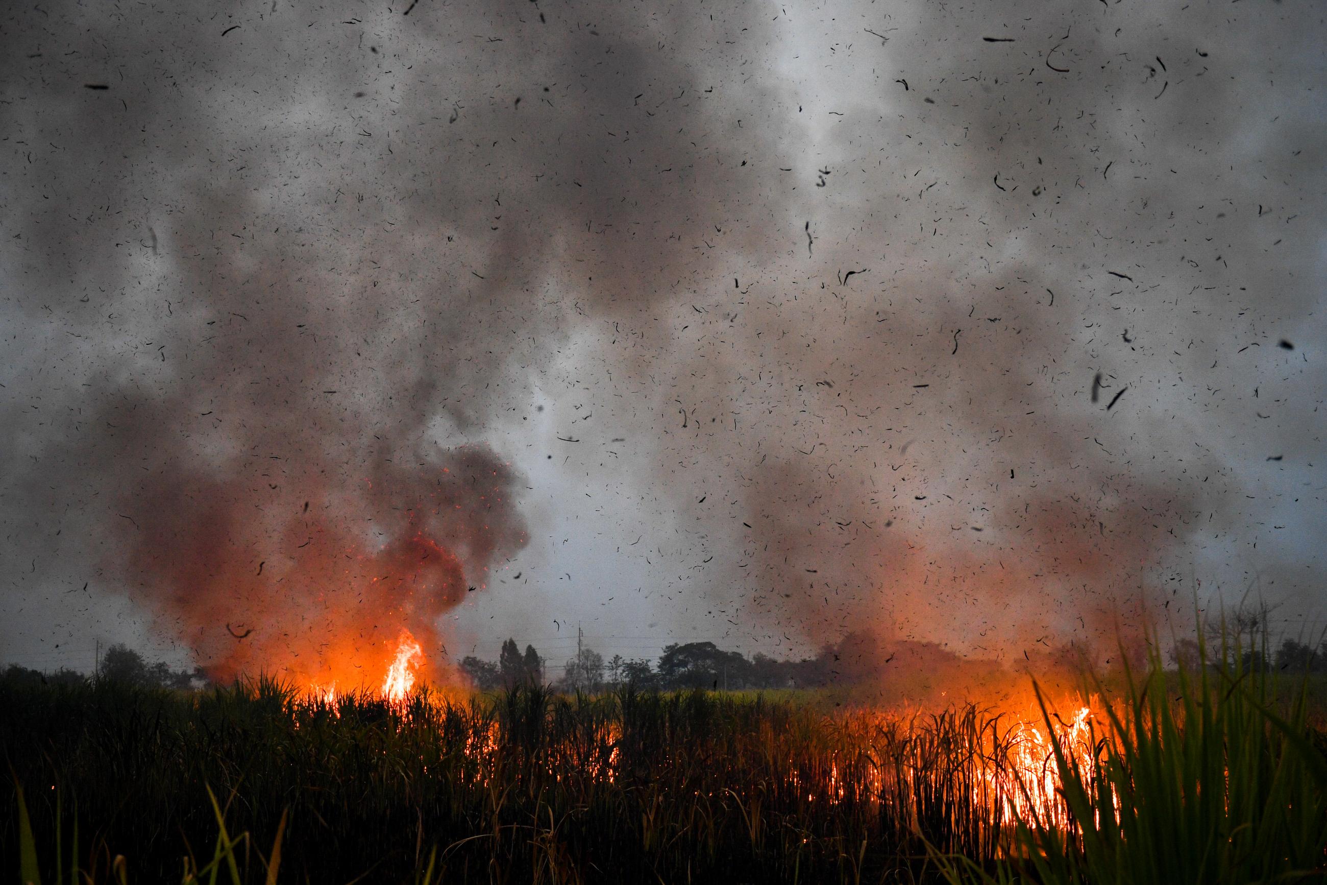 A sugarcane field is engulfed in flames at dusk as local growers try to avoid arrest by authorities who banned on the practice to curb smog in Suphan Buri province, Thailand, on January, 20, 2020. 