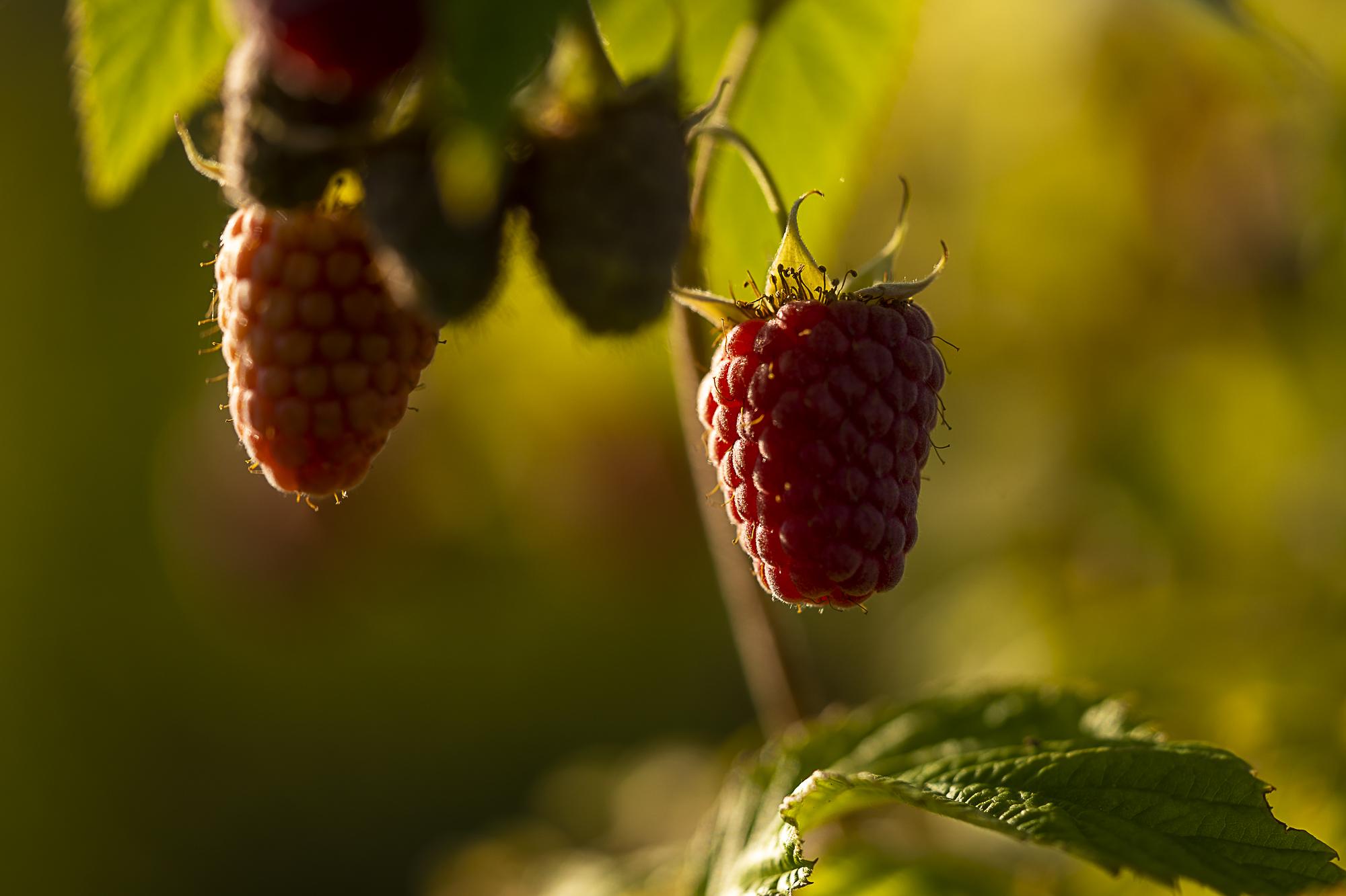 Rasberries