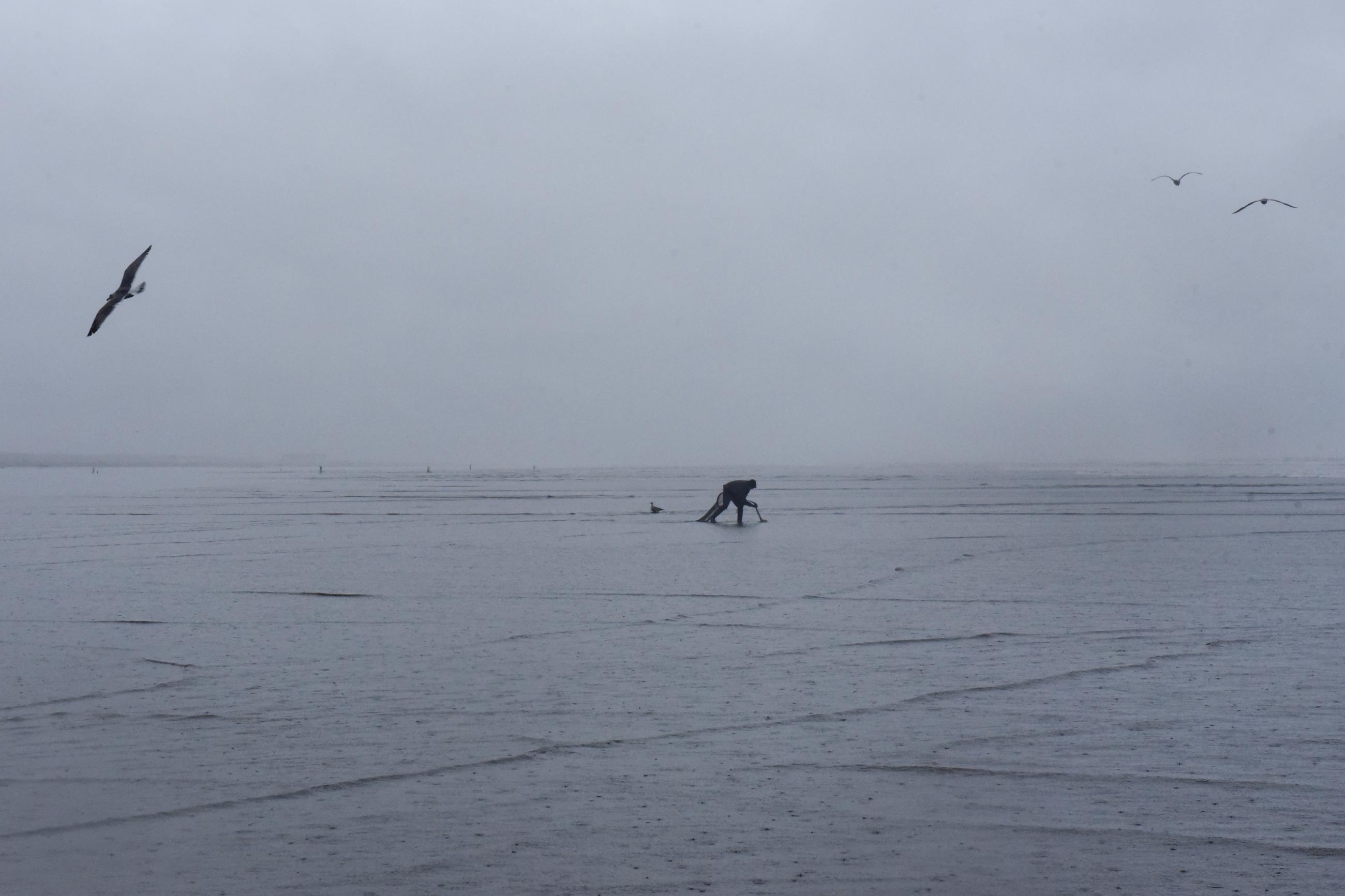 A Quinault tribal member digs for clams on Pacific Beach, in Washington state, in March 2020. 