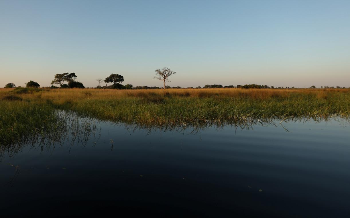 Reeds sit as waters begins to fill the Okavango Delta, Botswana, April 24, 2018