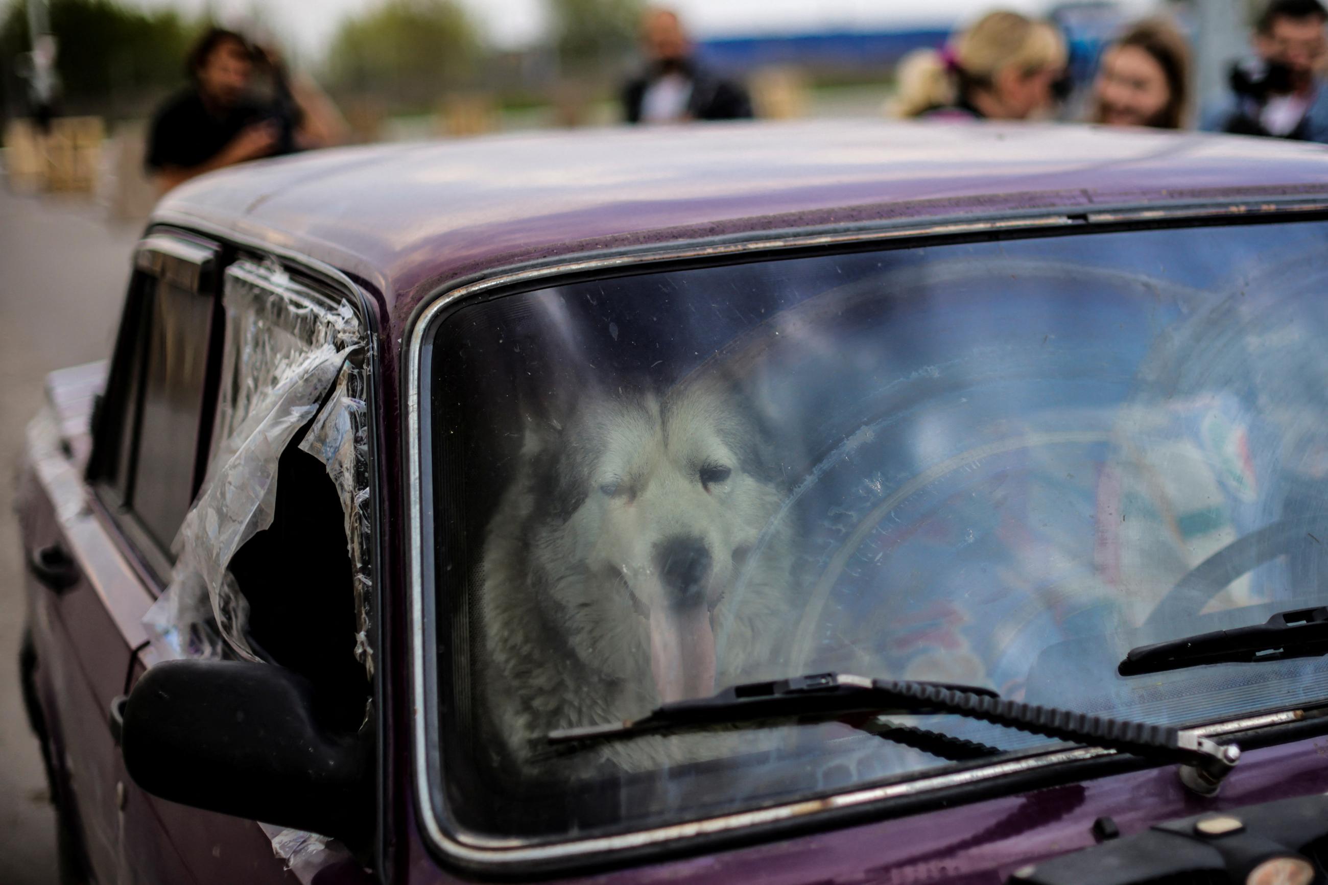 A beautiful husky-type dog sits in the front seat of a shelled but functional car with a shattered window. He is with a refugee from the Mariupol area as they arrive at a registration center for internally displaced people, amid Russia's war in Ukraine, in Zaporizhzhia, Ukraine, on May 2, 2022.